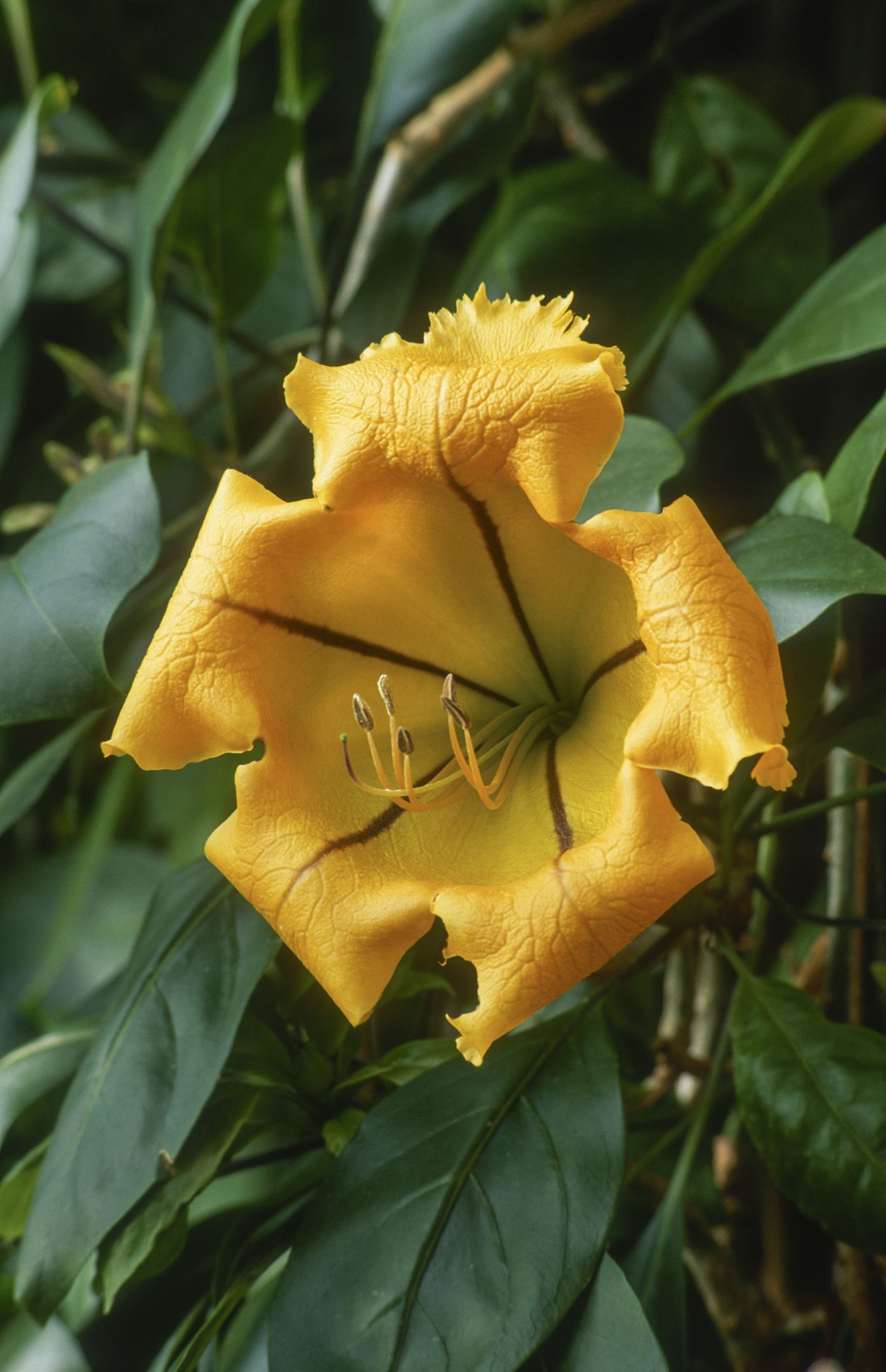 Image of Solandra maxima