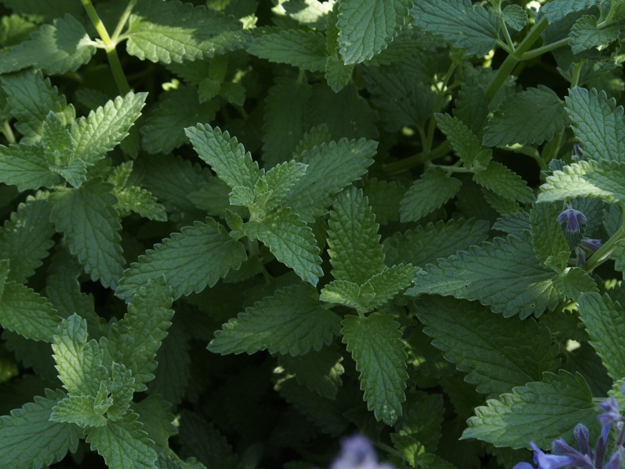 Image of Nepeta racemosa 'Walker's Low'
