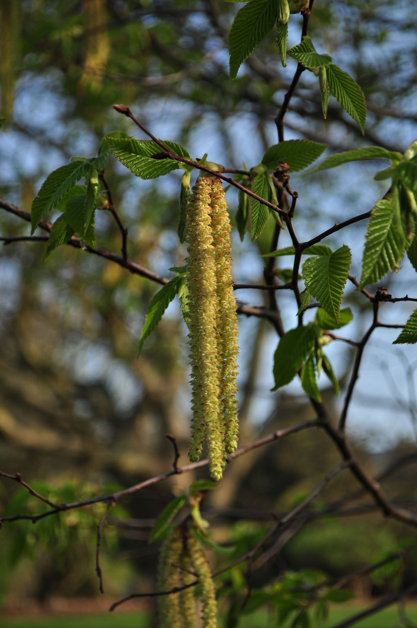 Image of Ostrya carpinifolia