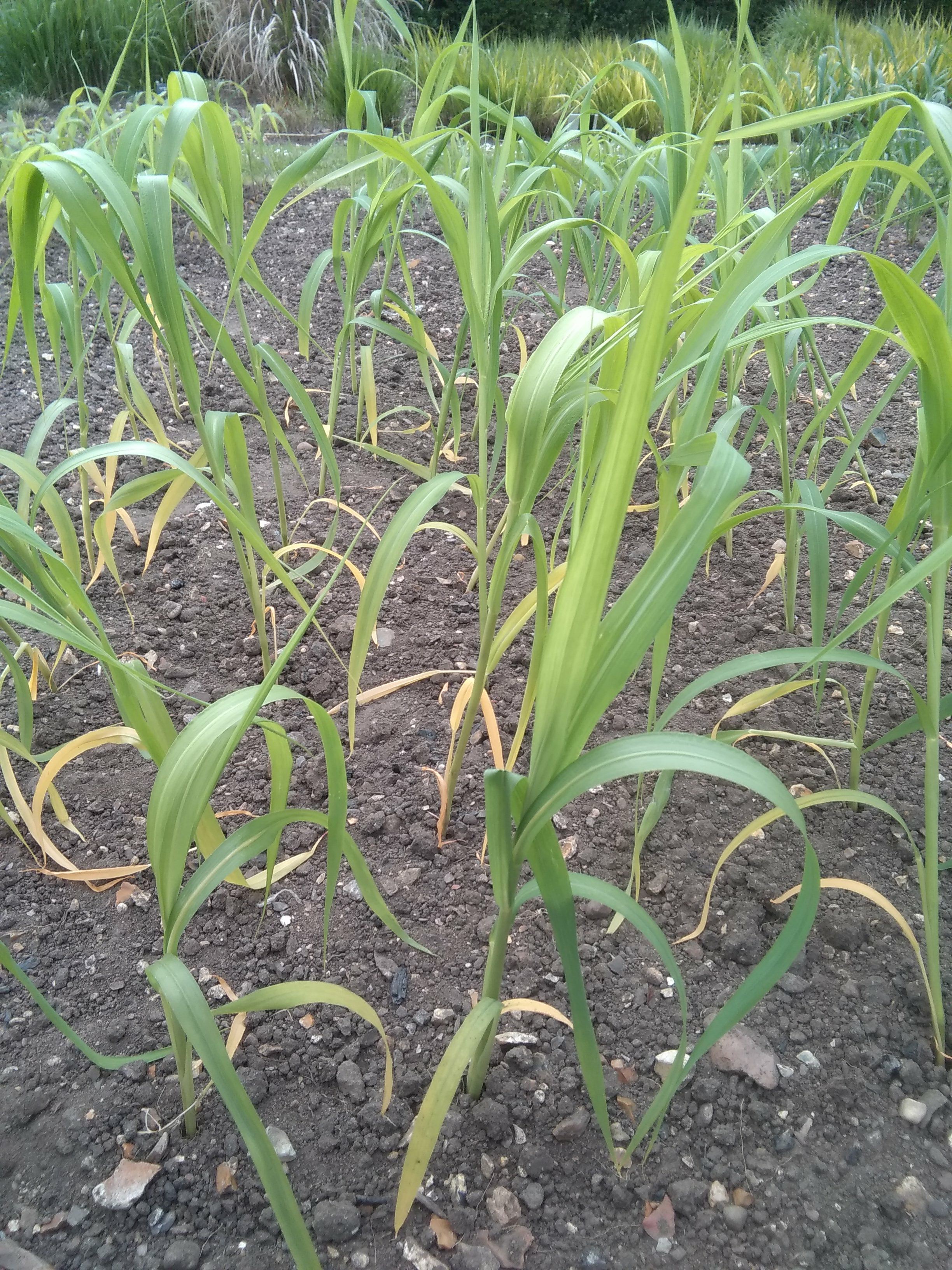 Image of Panicum miliaceum