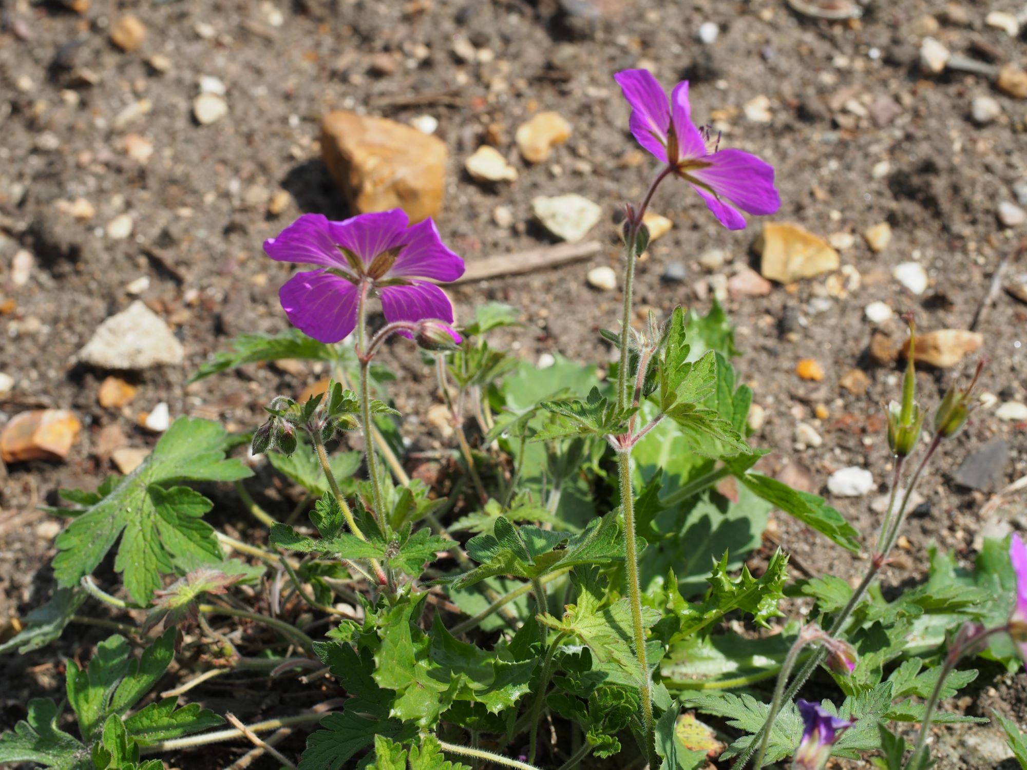 Image of Geranium pratense var. stewartianum 'Raina'