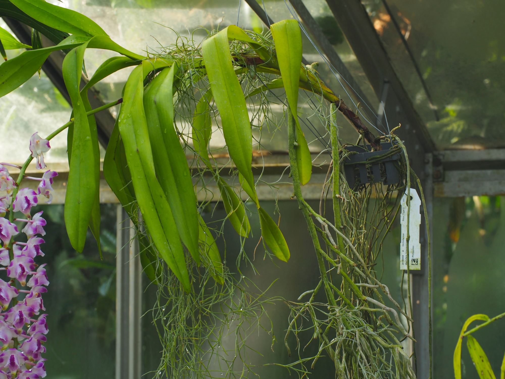Image of Aerides lawrenceae