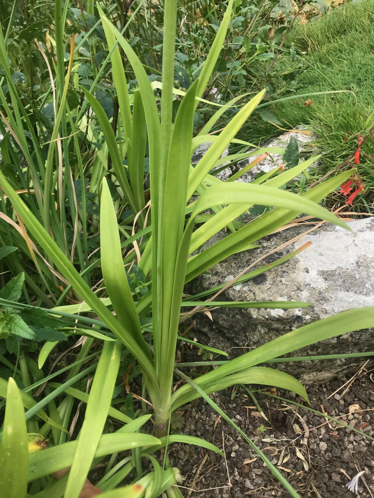Image of Agapanthus africanus subsp. africanus