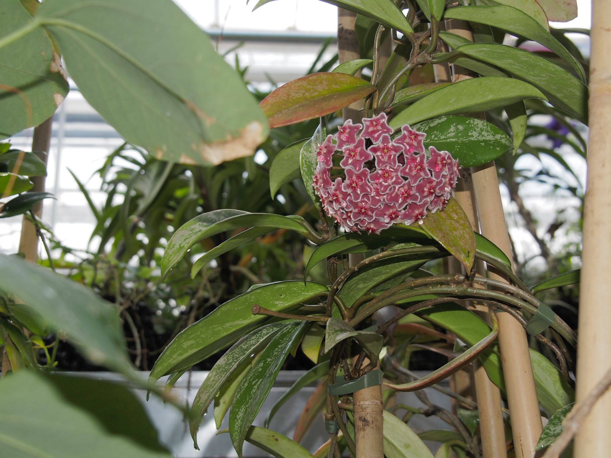 Image of Hoya lacunosa