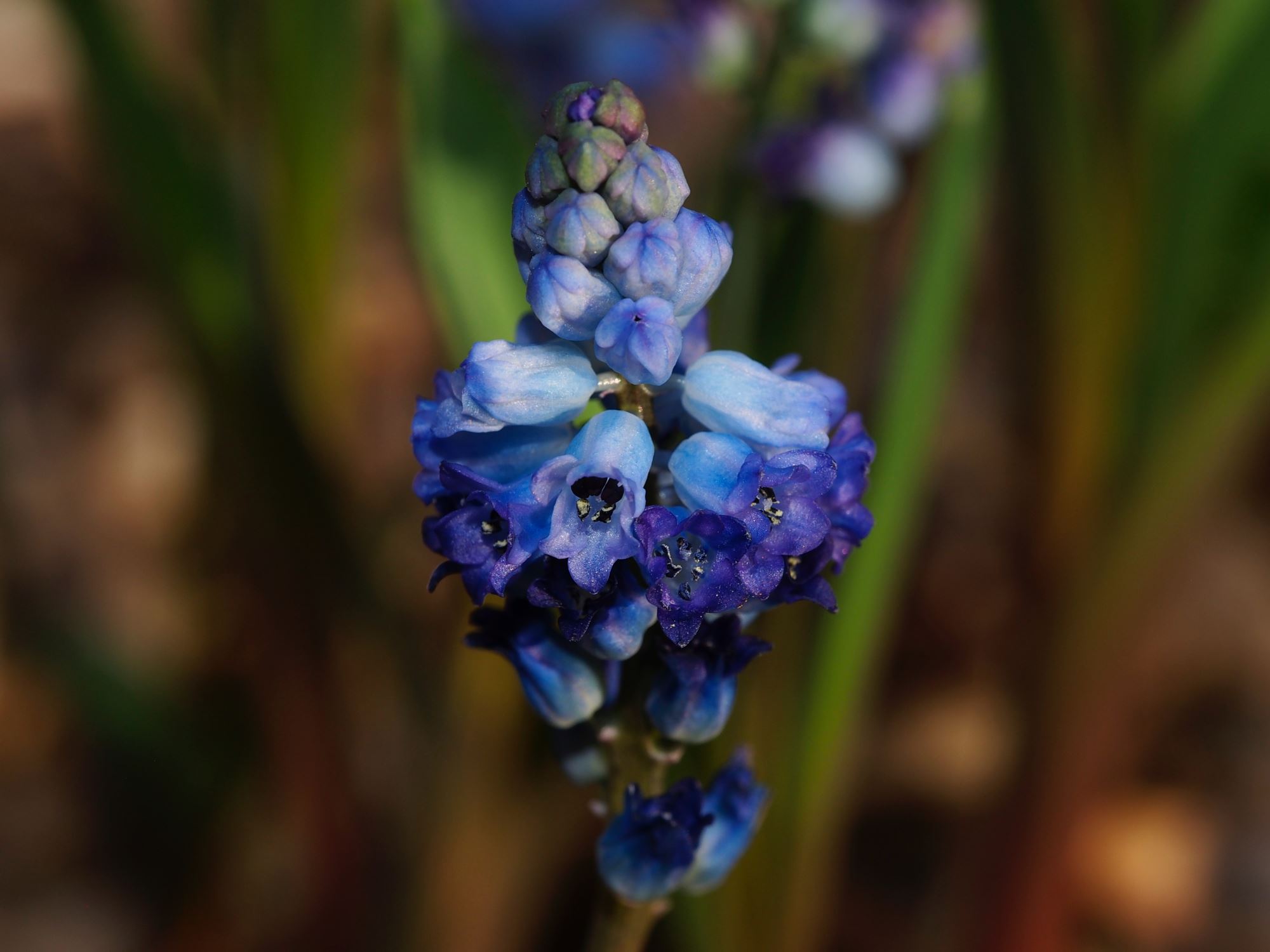 Image of Hyacinthella glabrescens
