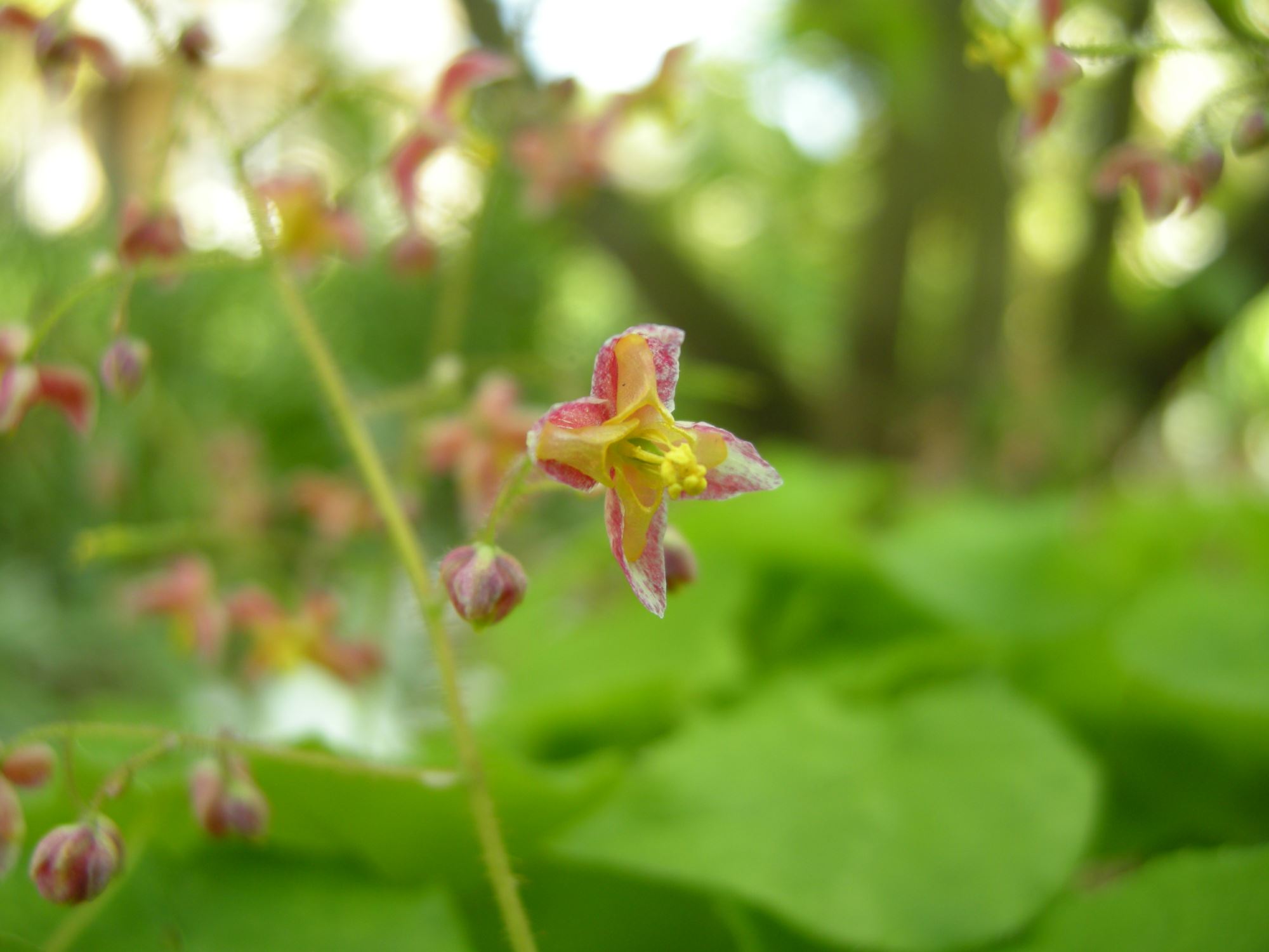 Image of Epimedium Ã— cantabrigiense