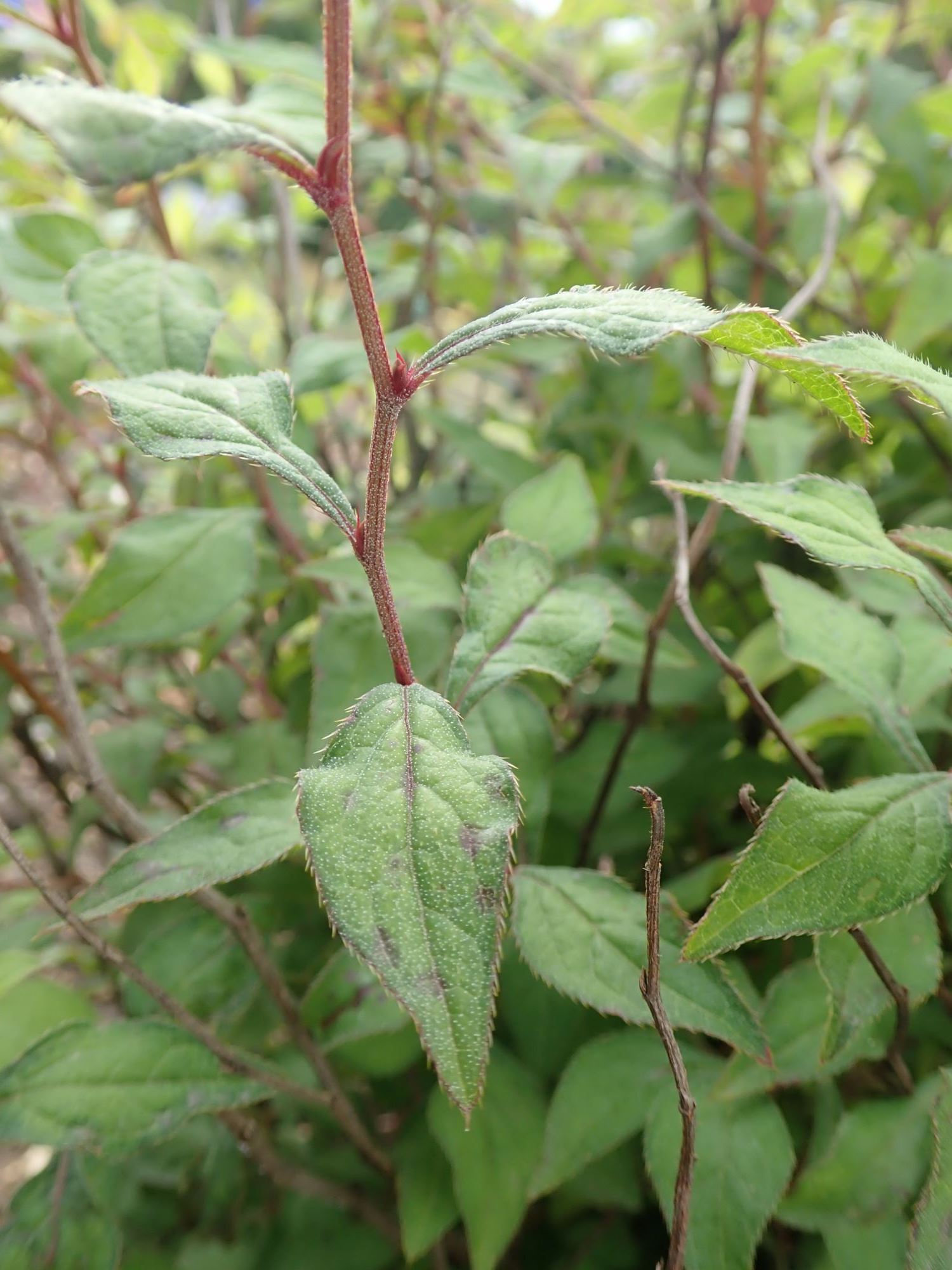 Image of Ceratostigma willmottianum