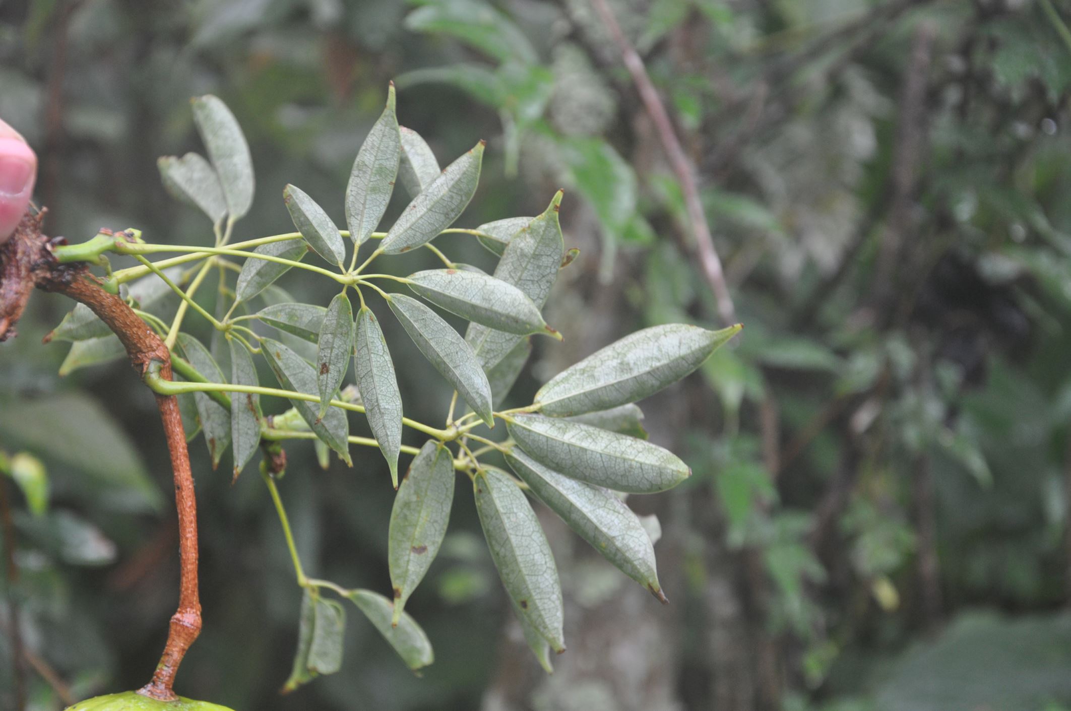 Image of Stauntonia brachyandra