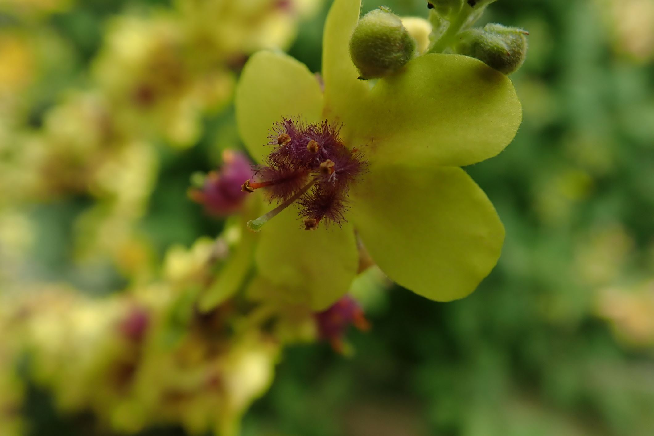 Image of Verbascum Ã— mixtum
