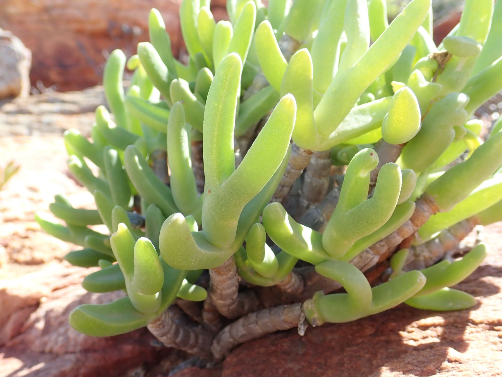 Image of Amphibolia sp.