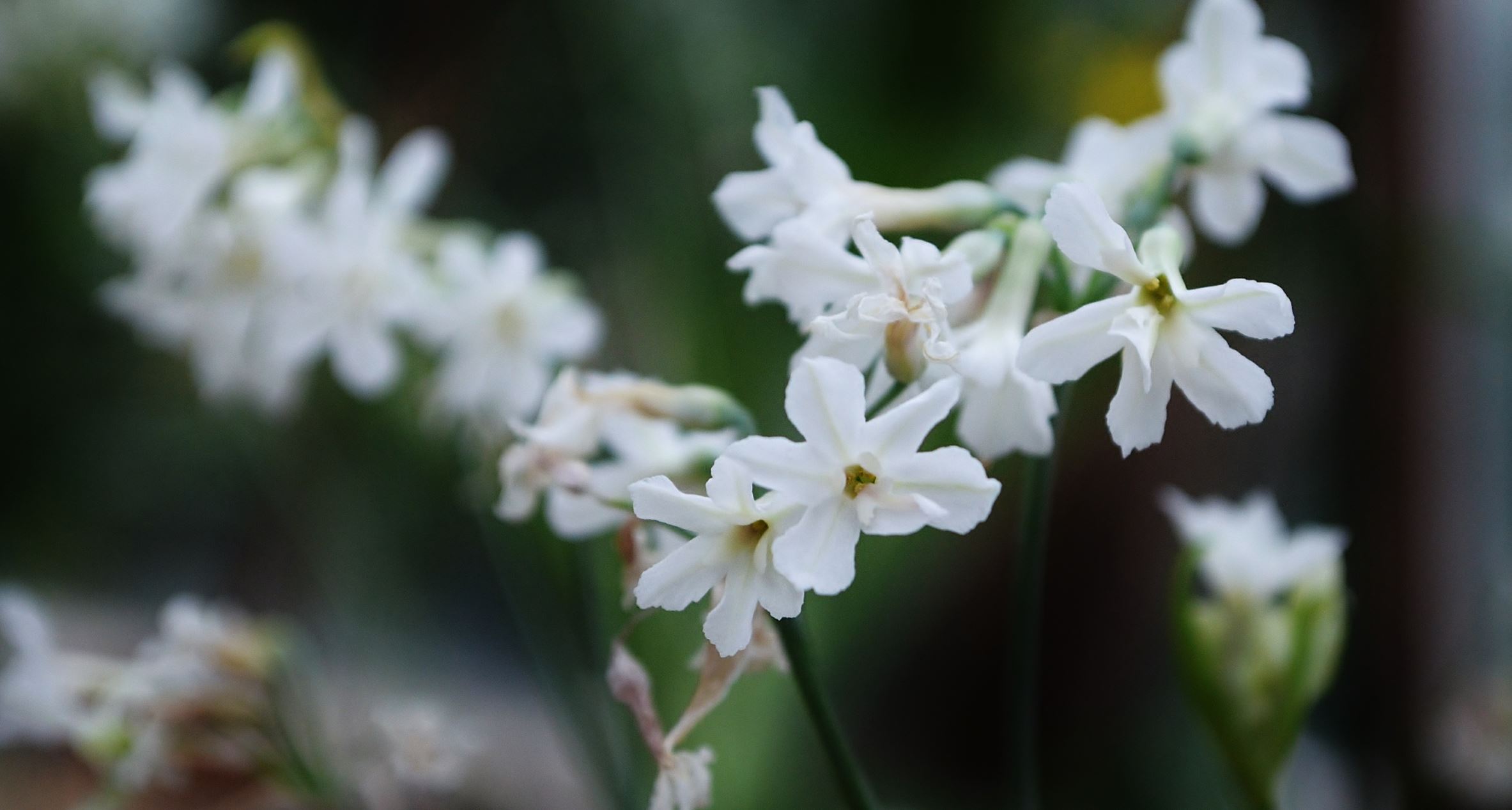 Image of Tulbaghia cominsii