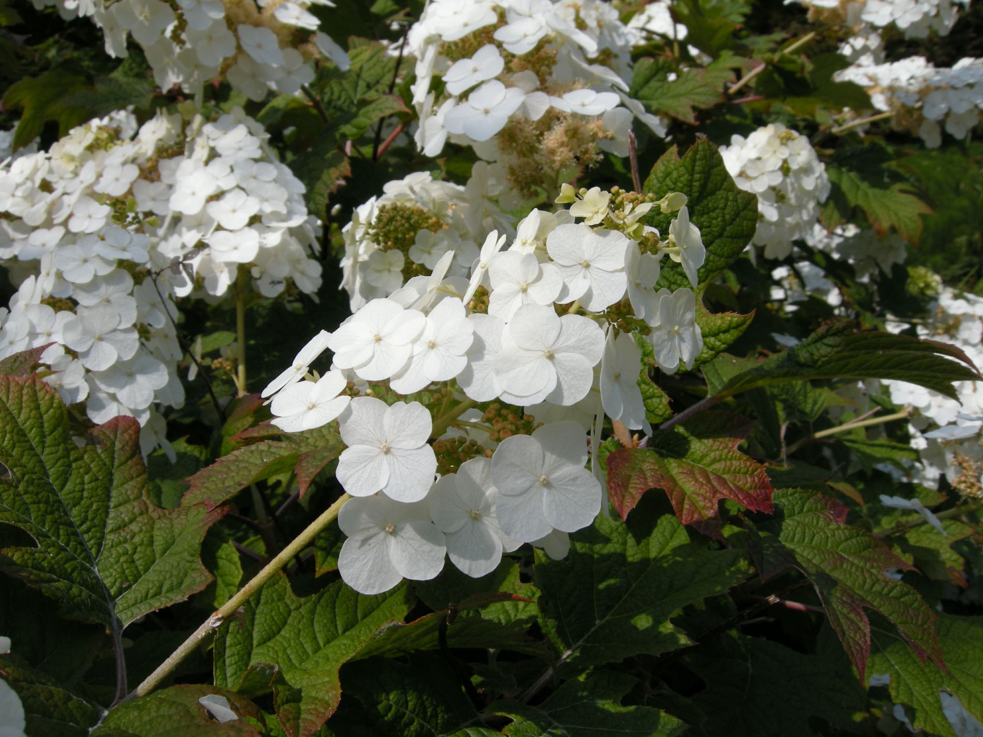 Image of Hydrangea quercifolia 'Snow Flake'