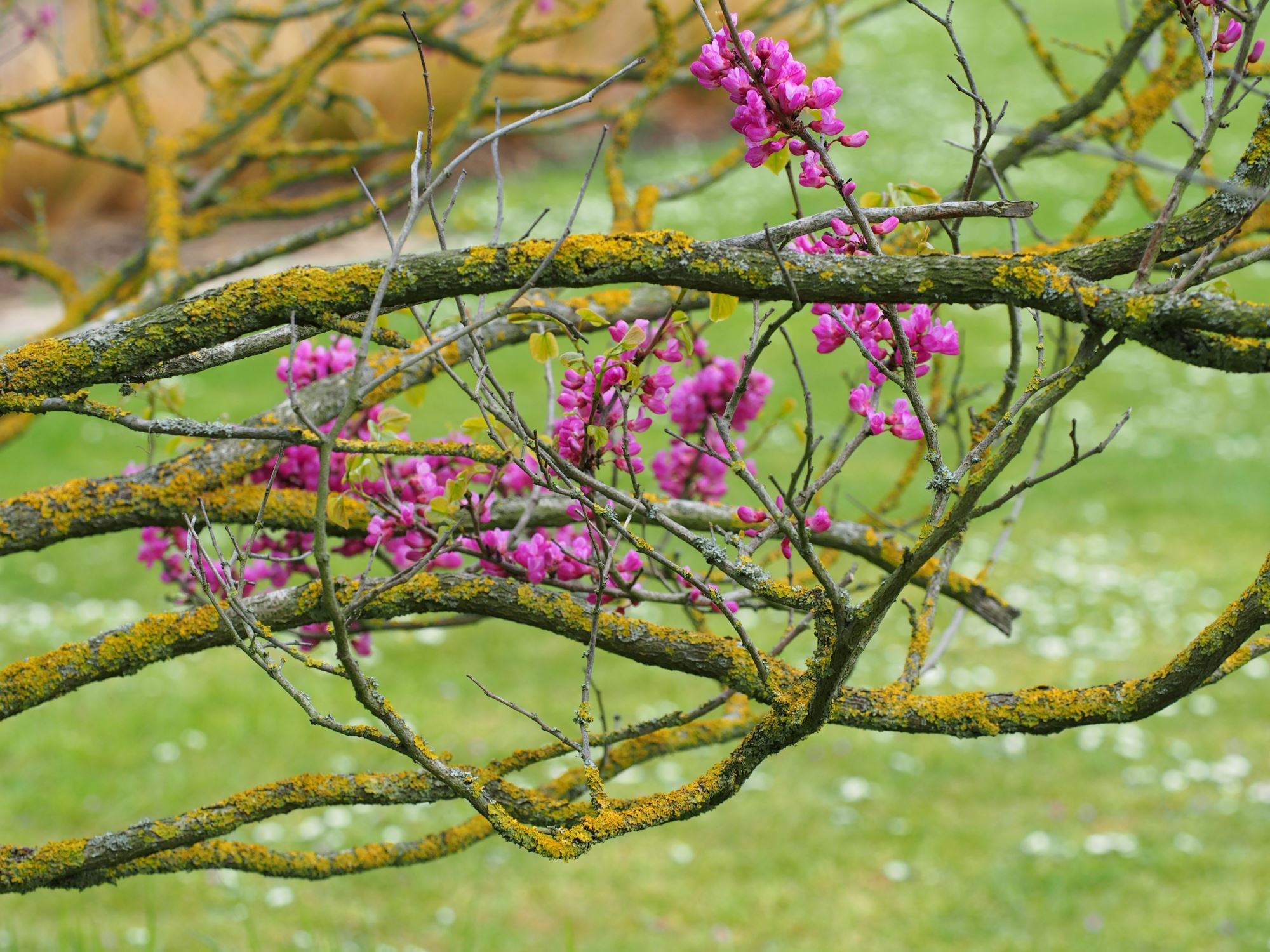 Image of Cercis chinensis