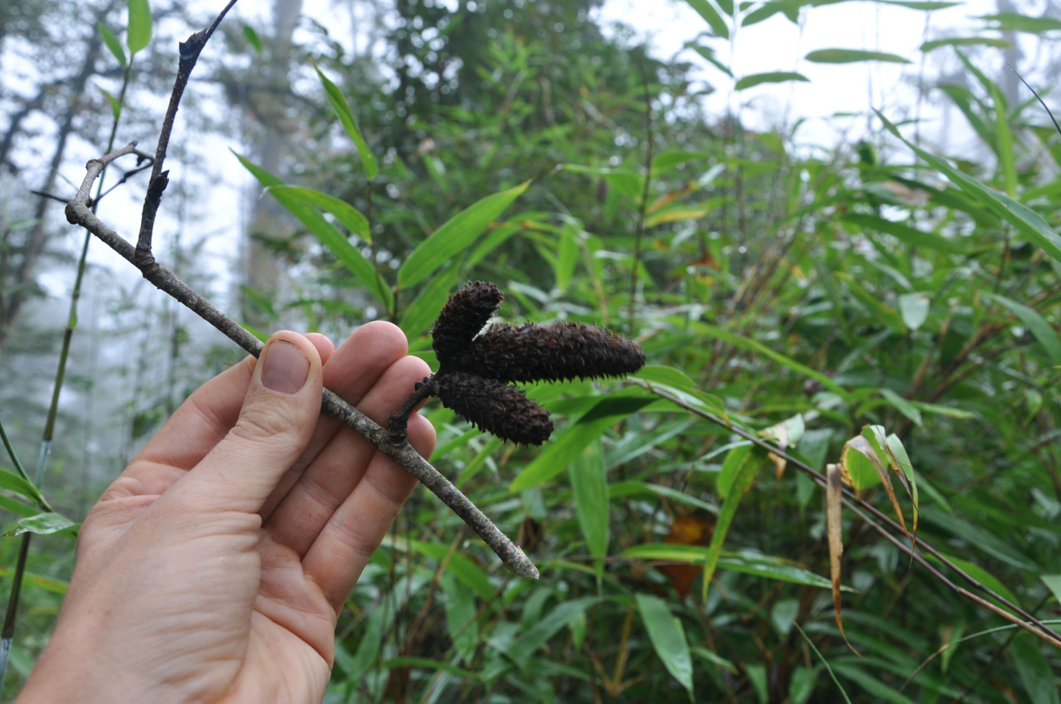 Image of Betula kweichowensis subsp. fansipanensis