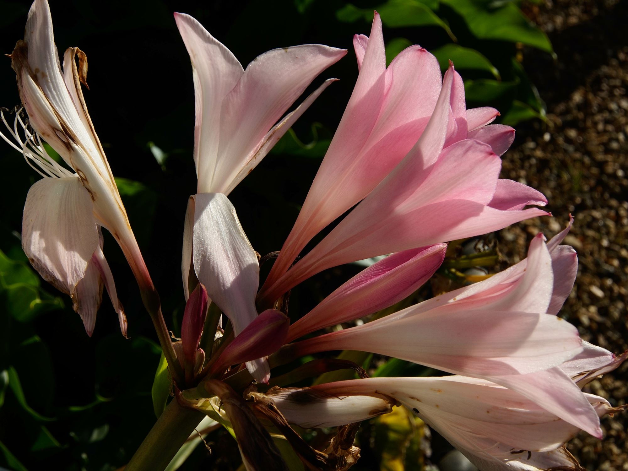 Image of Ã— Amarcrinum memoria-corsii 'Howardii'