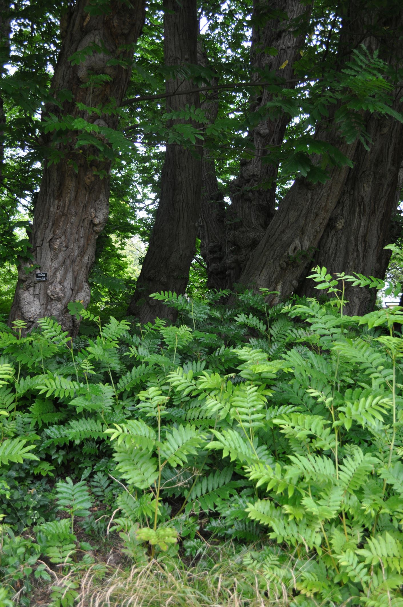 Image of Pterocarya fraxinifolia