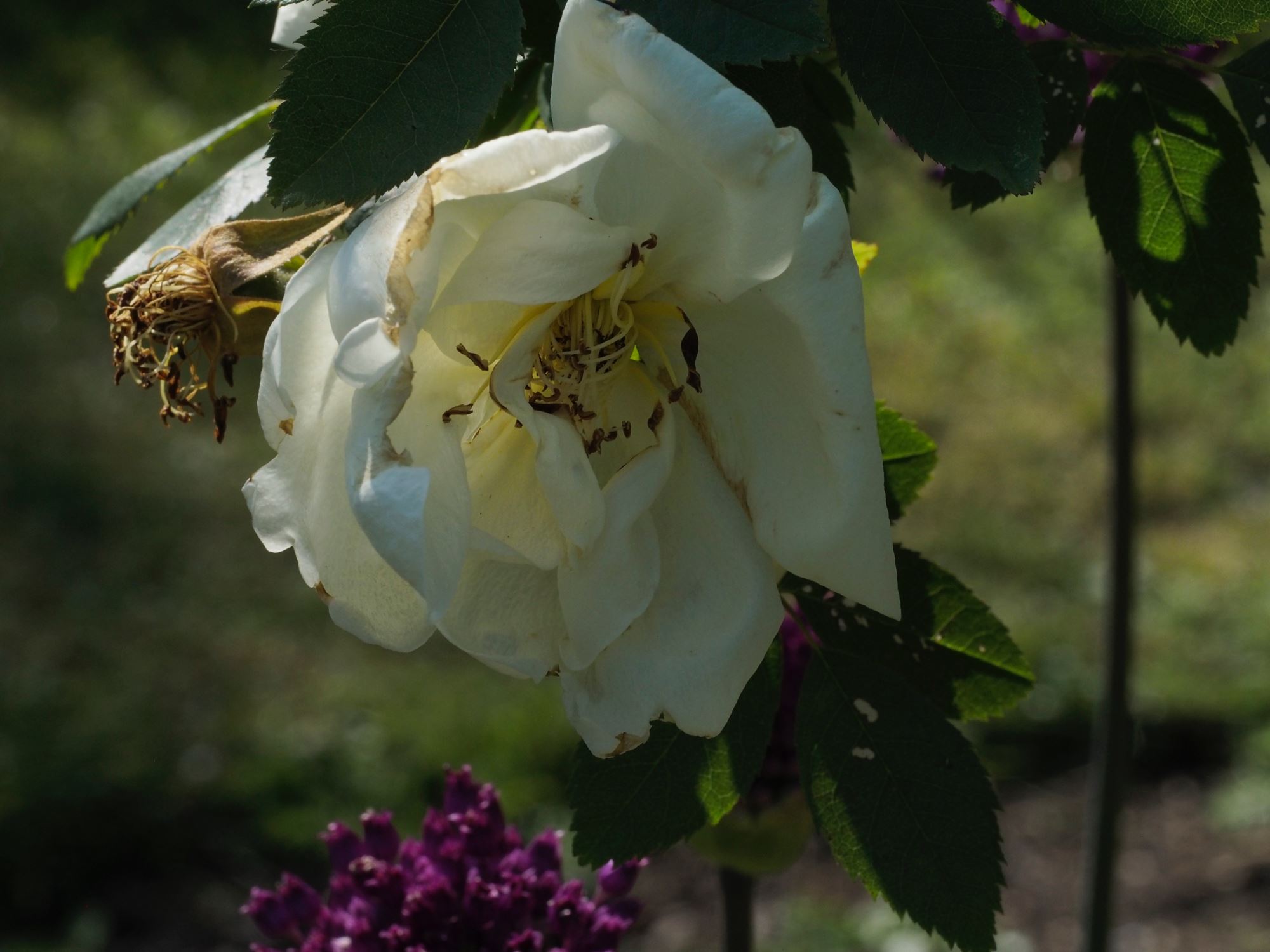Image of Rosa 'Fruhlingsgold'