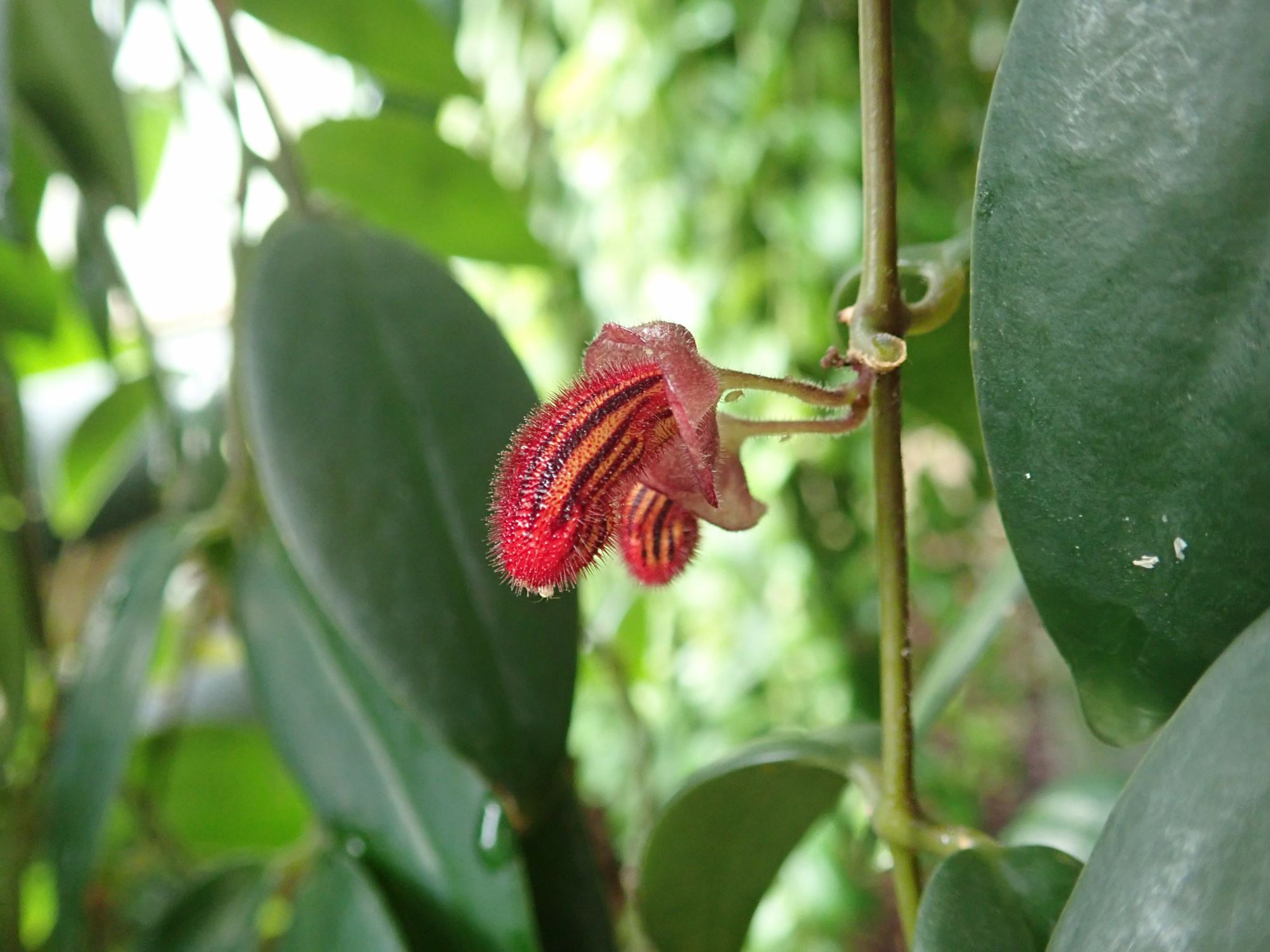 Image of Aeschynanthus tricolor
