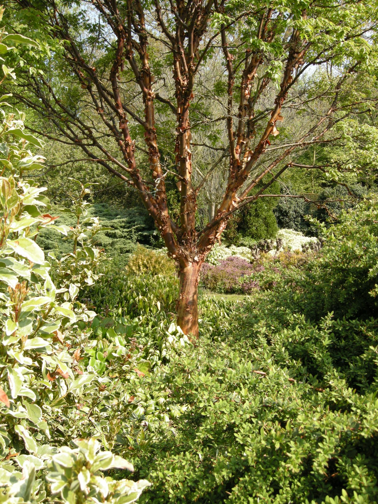 Image of Acer griseum