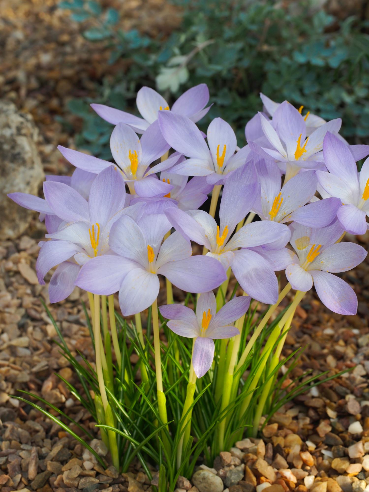 Image of Crocus goulimyi