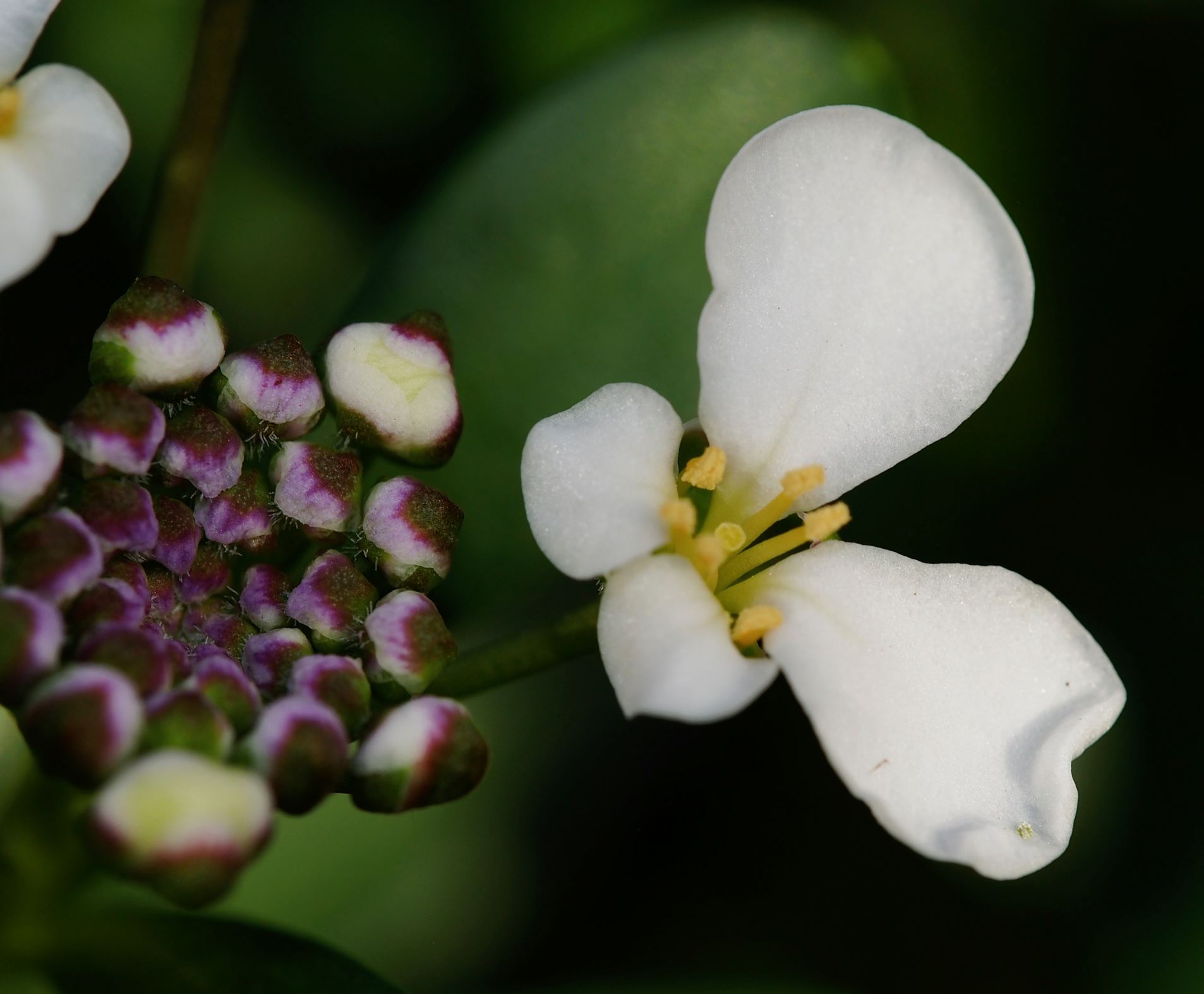 Image of Iberis semperflorens
