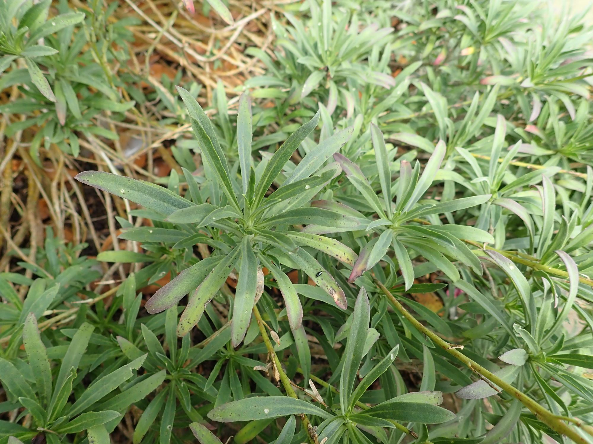 Image of Erysimum scoparium