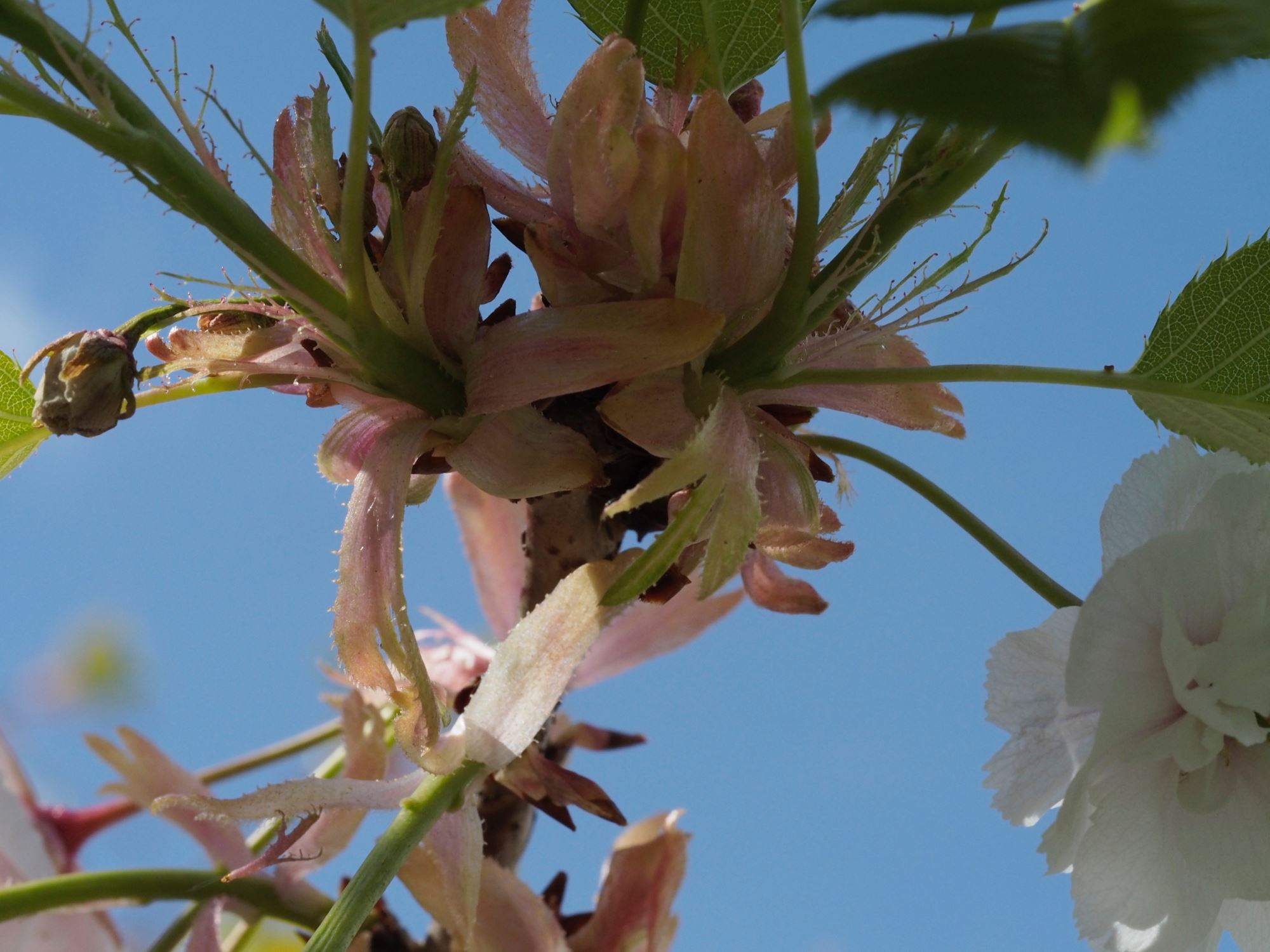 Image of Prunus 'Shogetsu'