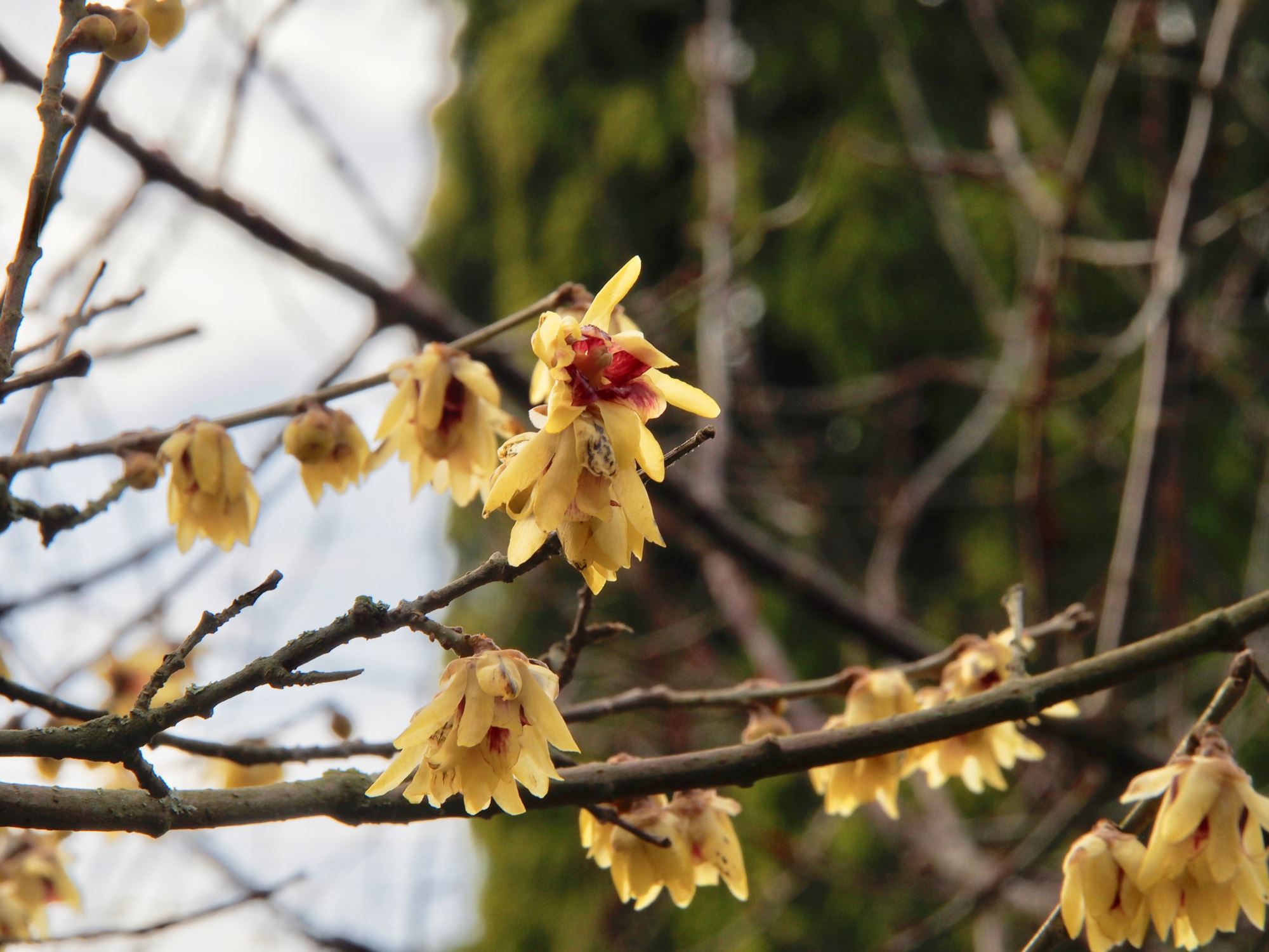 Image of Chimonanthus praecox 'Grandiflorus'