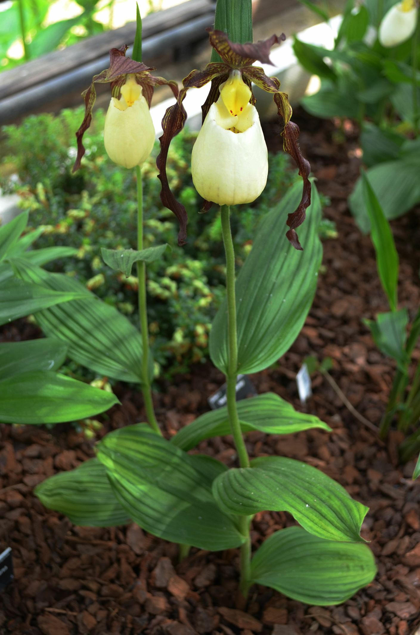 Image of Cypripedium kentuckiense