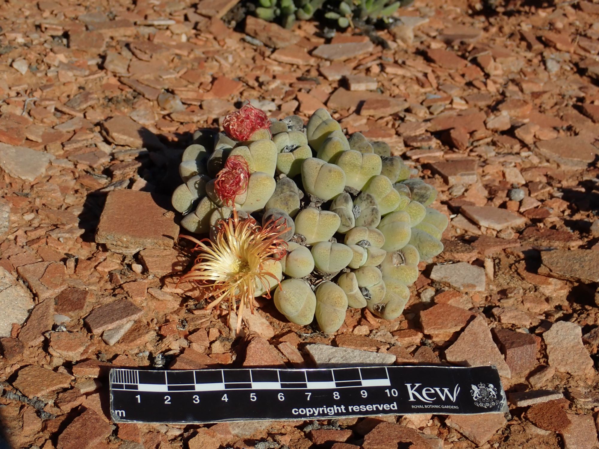 Image of Cheiridopsis pillansii