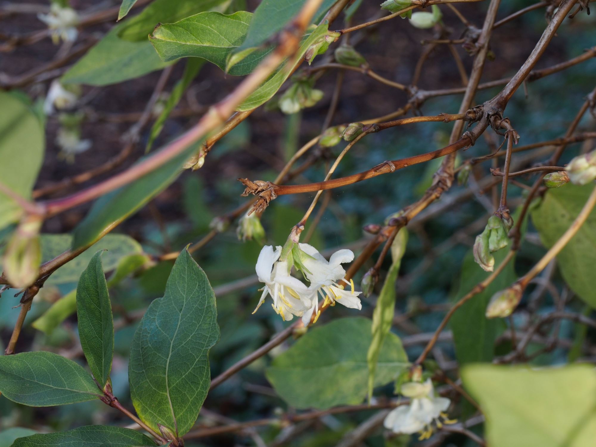 Image of Lonicera Ã— purpusii