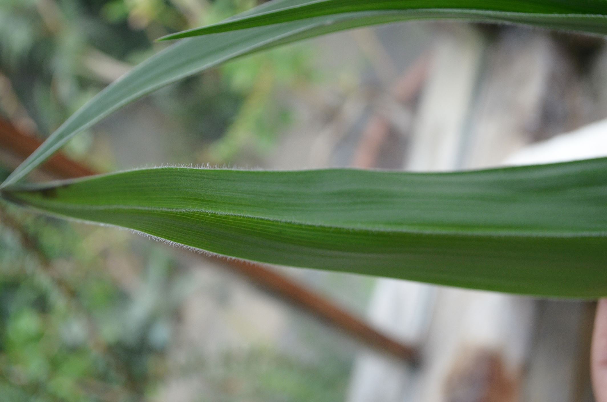 Image of Hypoxis hemerocallidea