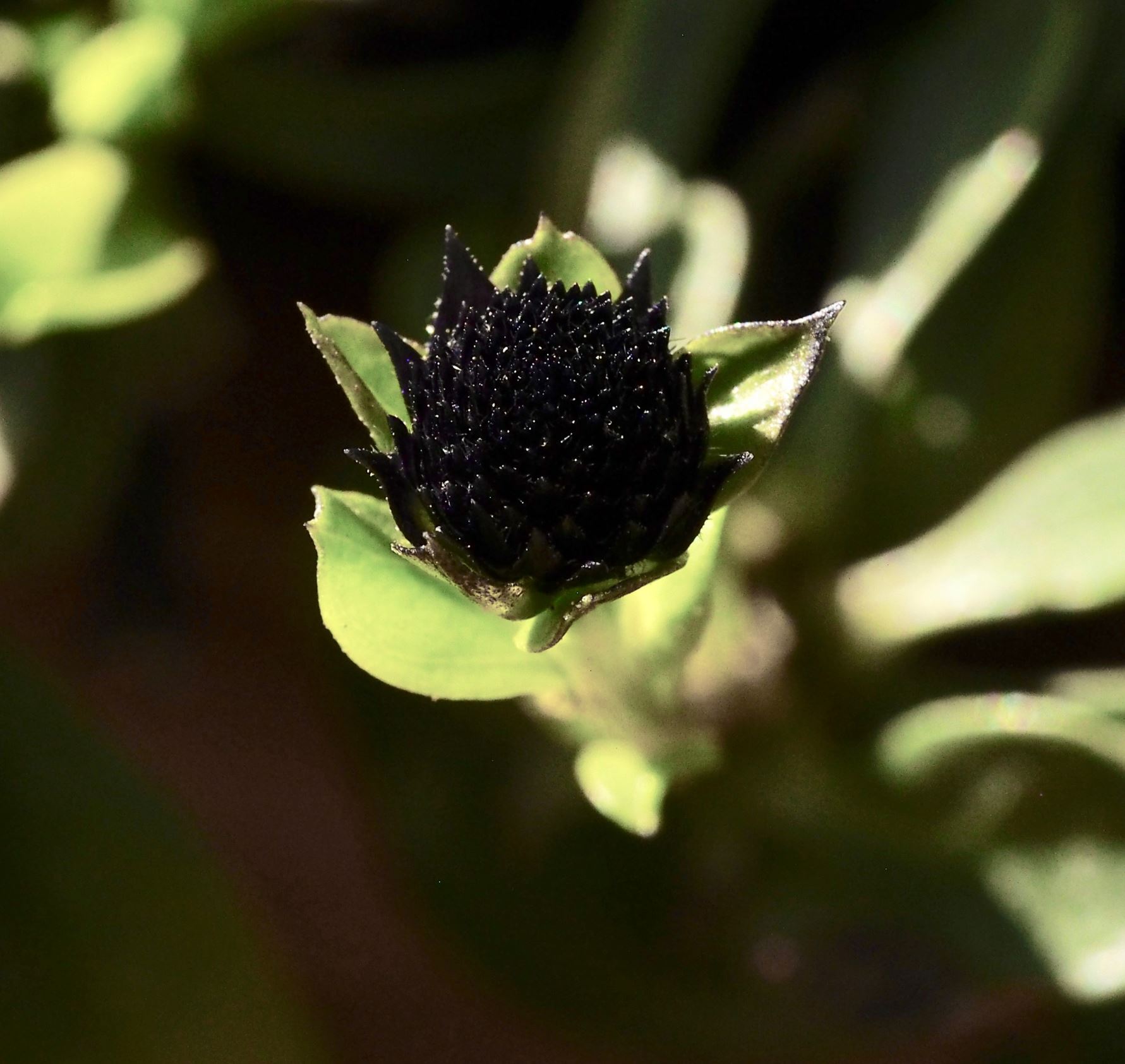 Image of Globularia trichosantha
