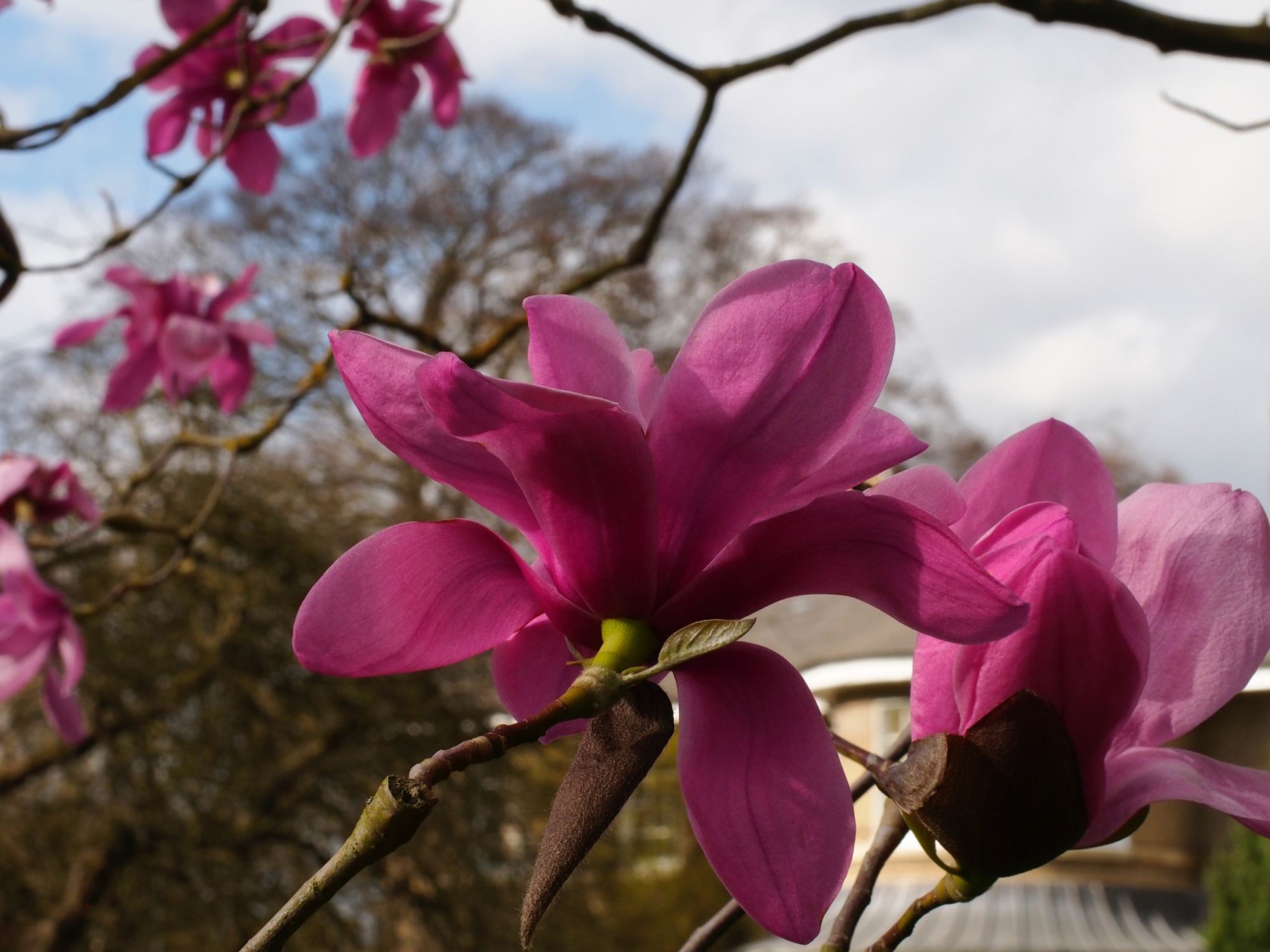 Image of Magnolia sprengeri 'Diva'