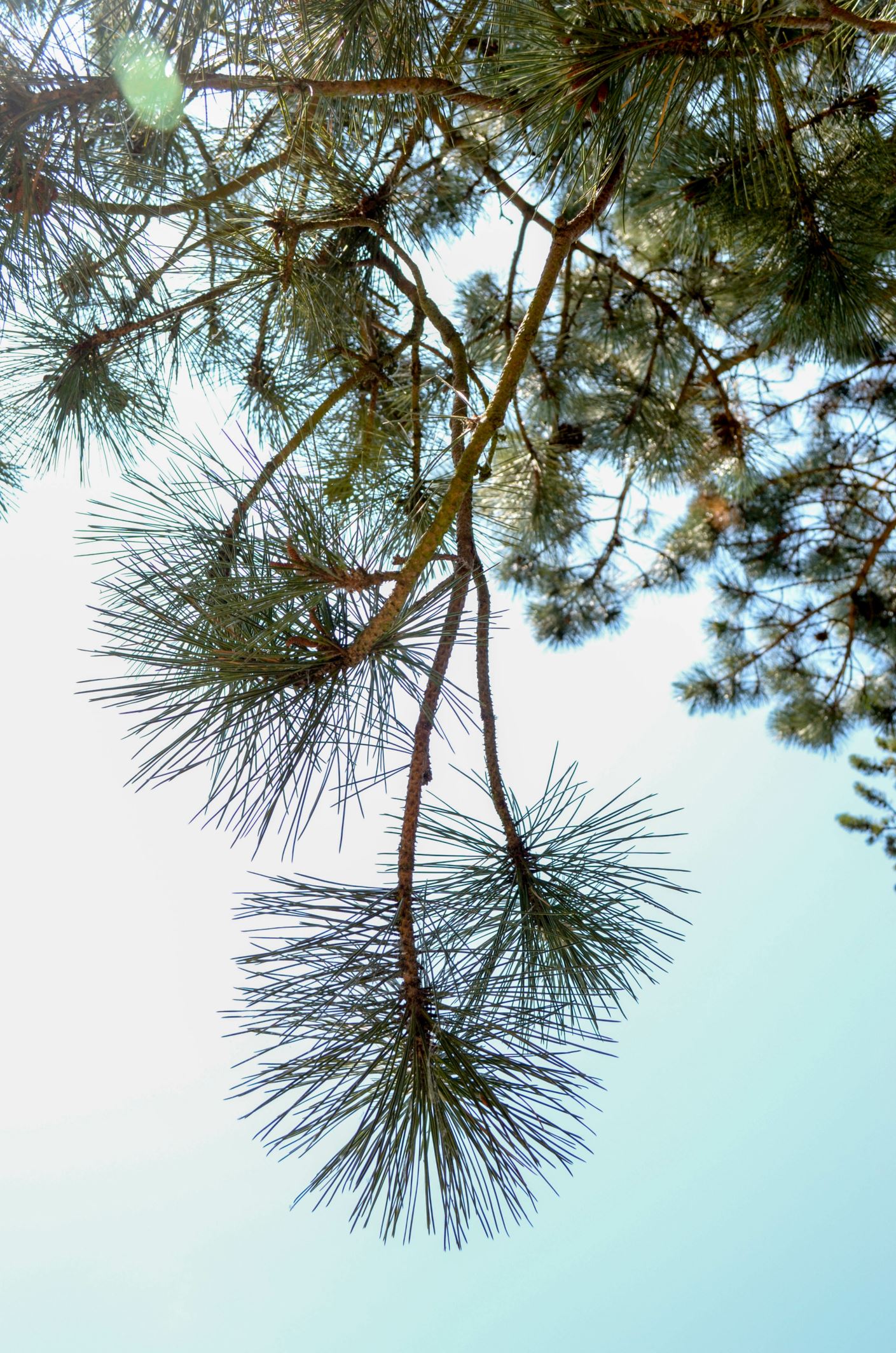Image of Pinus nigra subsp. salzmannii