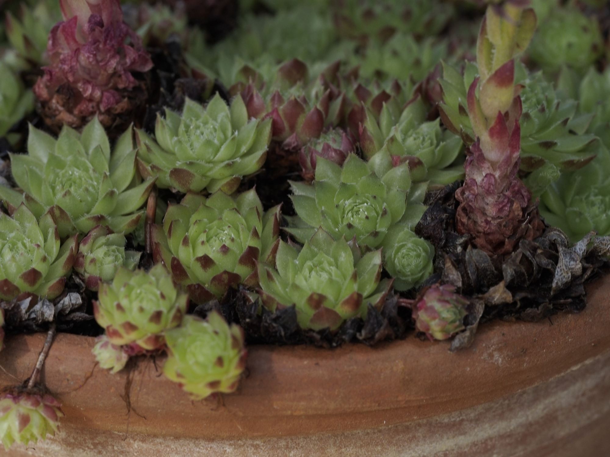 Image of Sempervivum soboliferum
