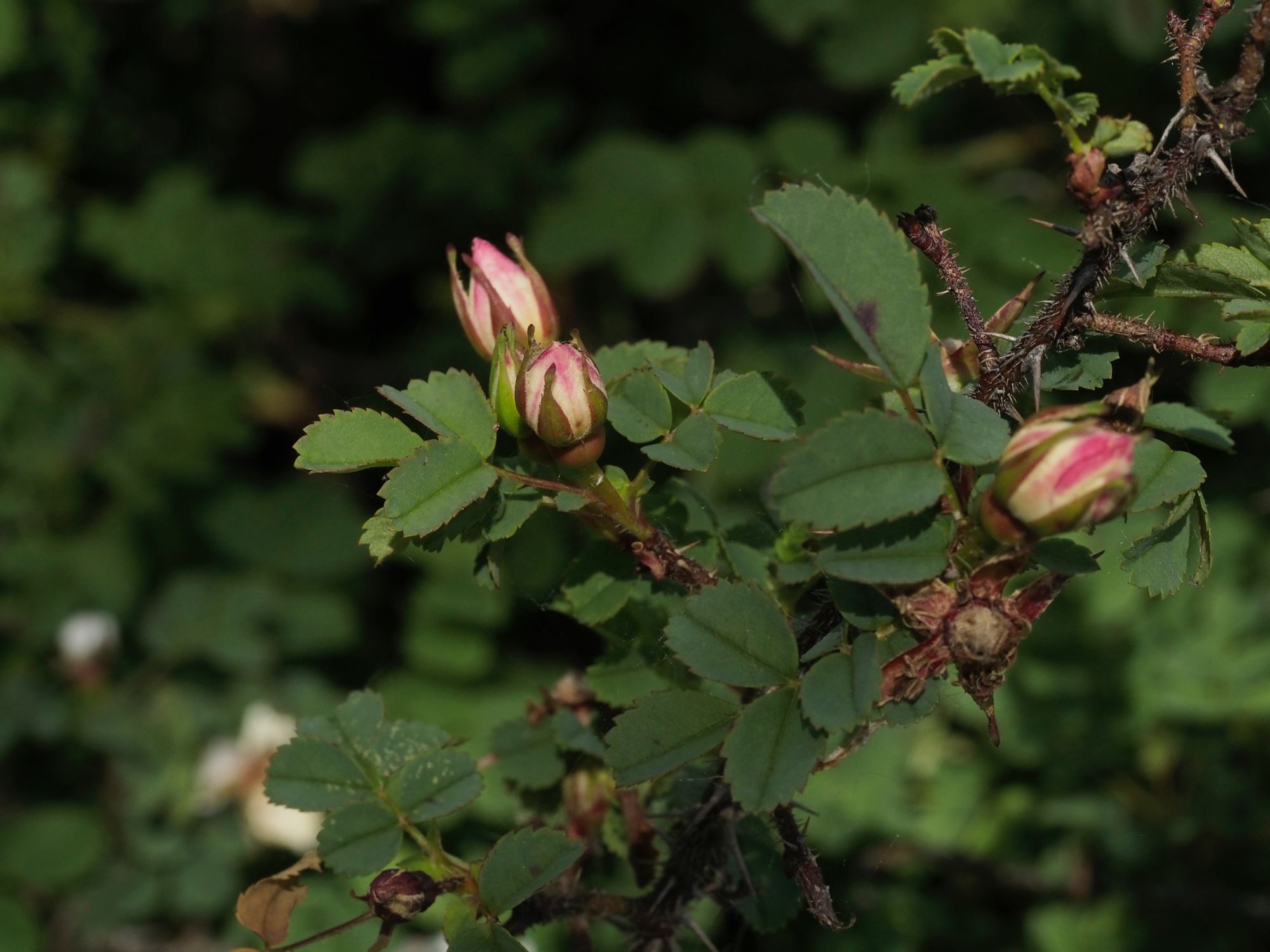 Image of Rosa spinosissima