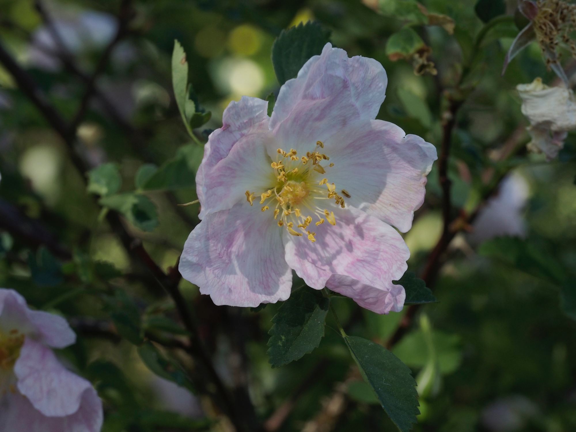 Image of Rosa nutkana Ã— R. pimpinellifolia 'Grandiflora'