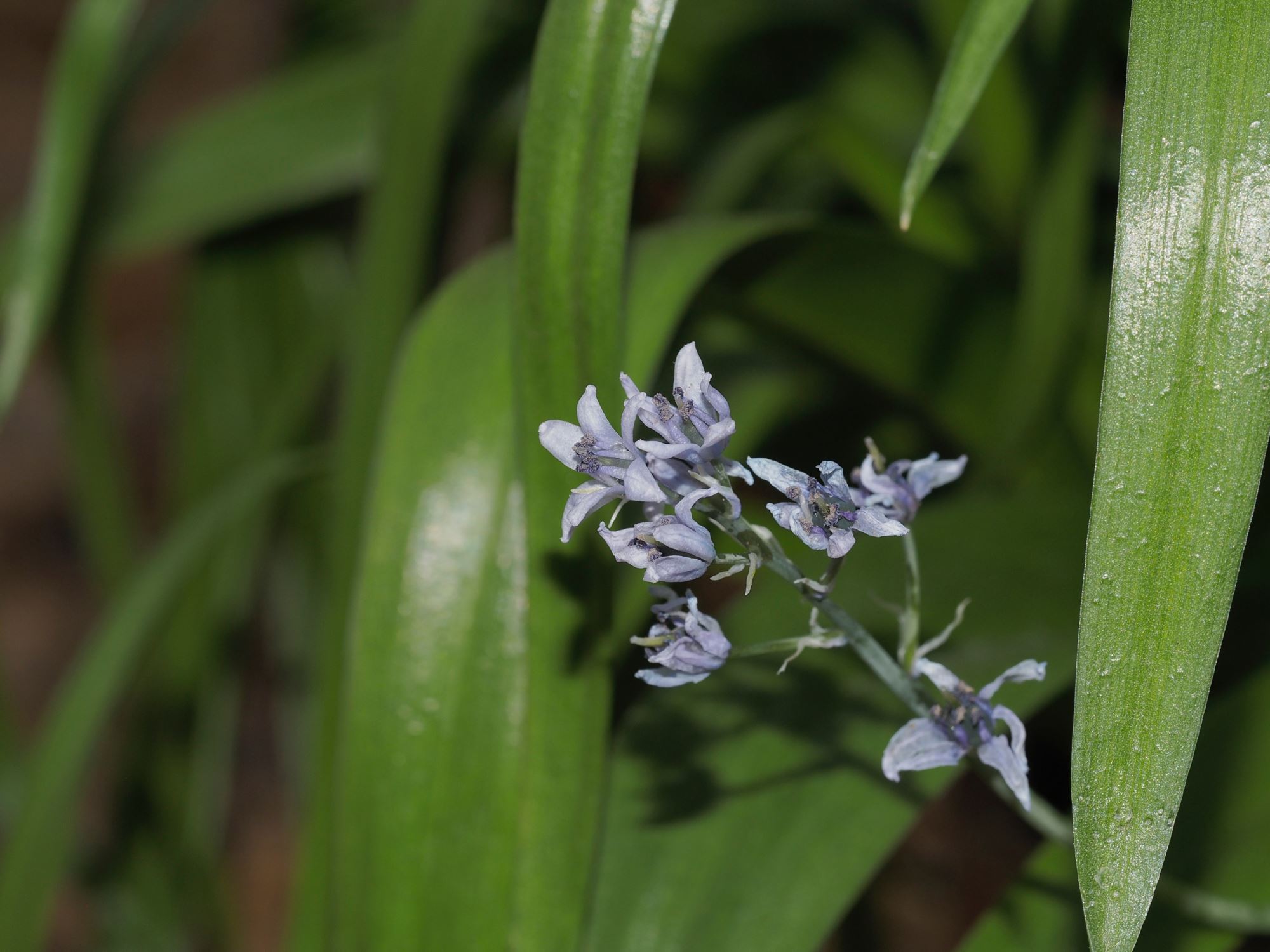 Image of Hyacinthoides flahaultiana
