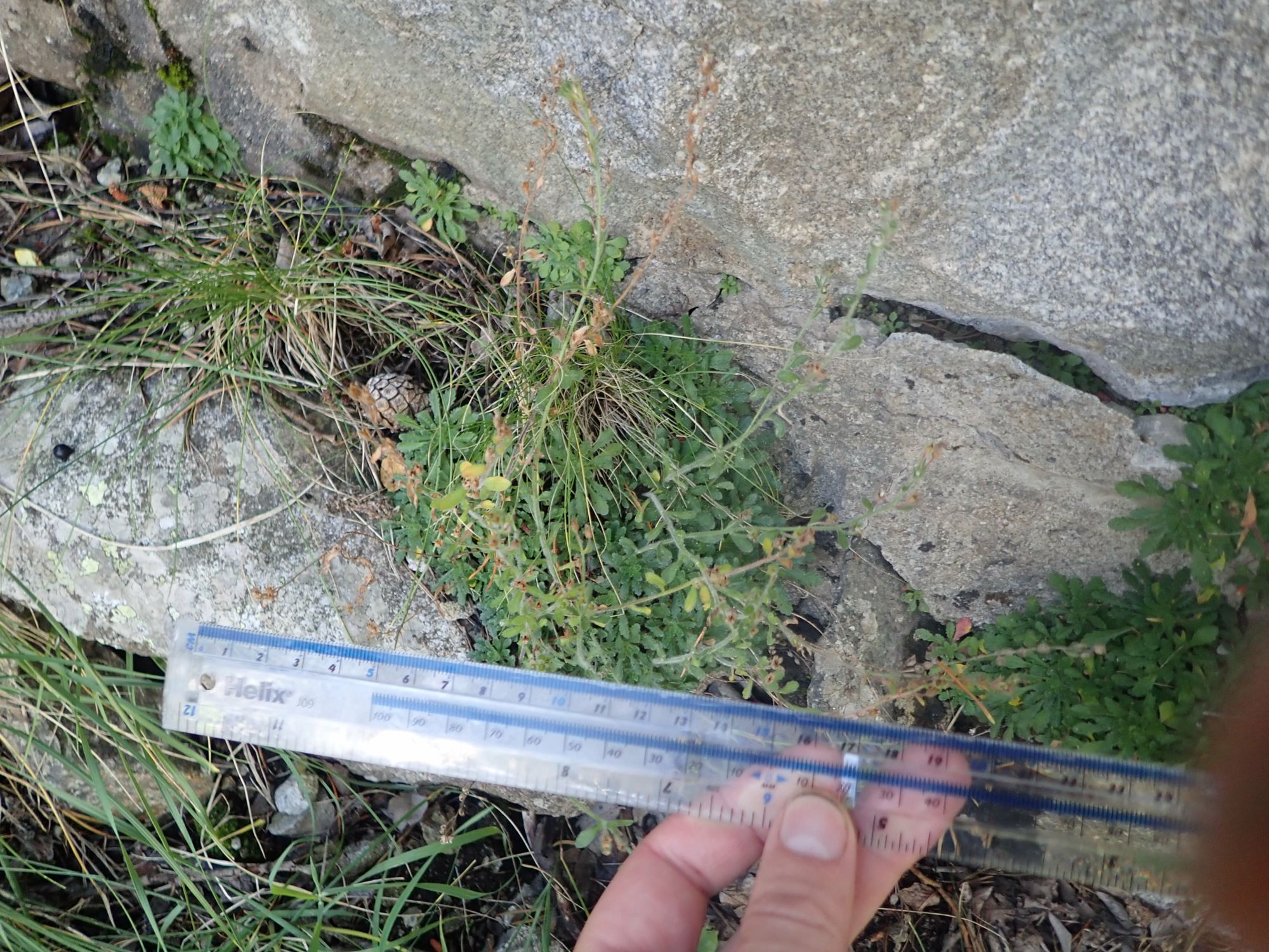 Image of Erinus alpinus