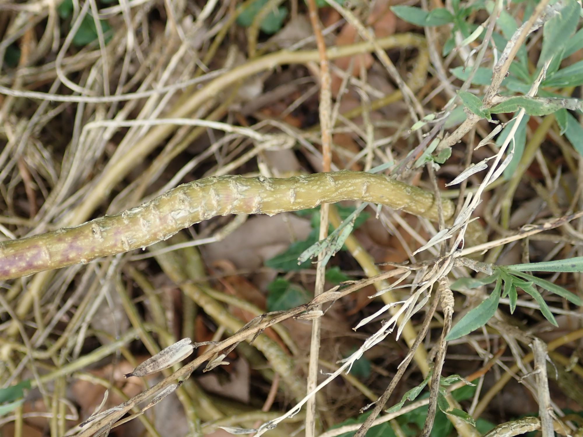 Image of Erysimum scoparium