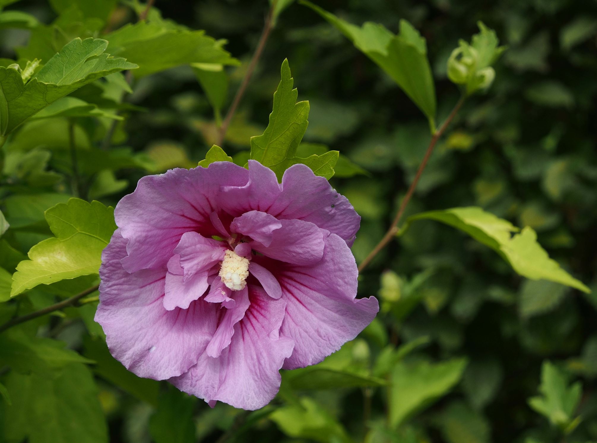 Image of Hibiscus 'Lavender Chiffon'