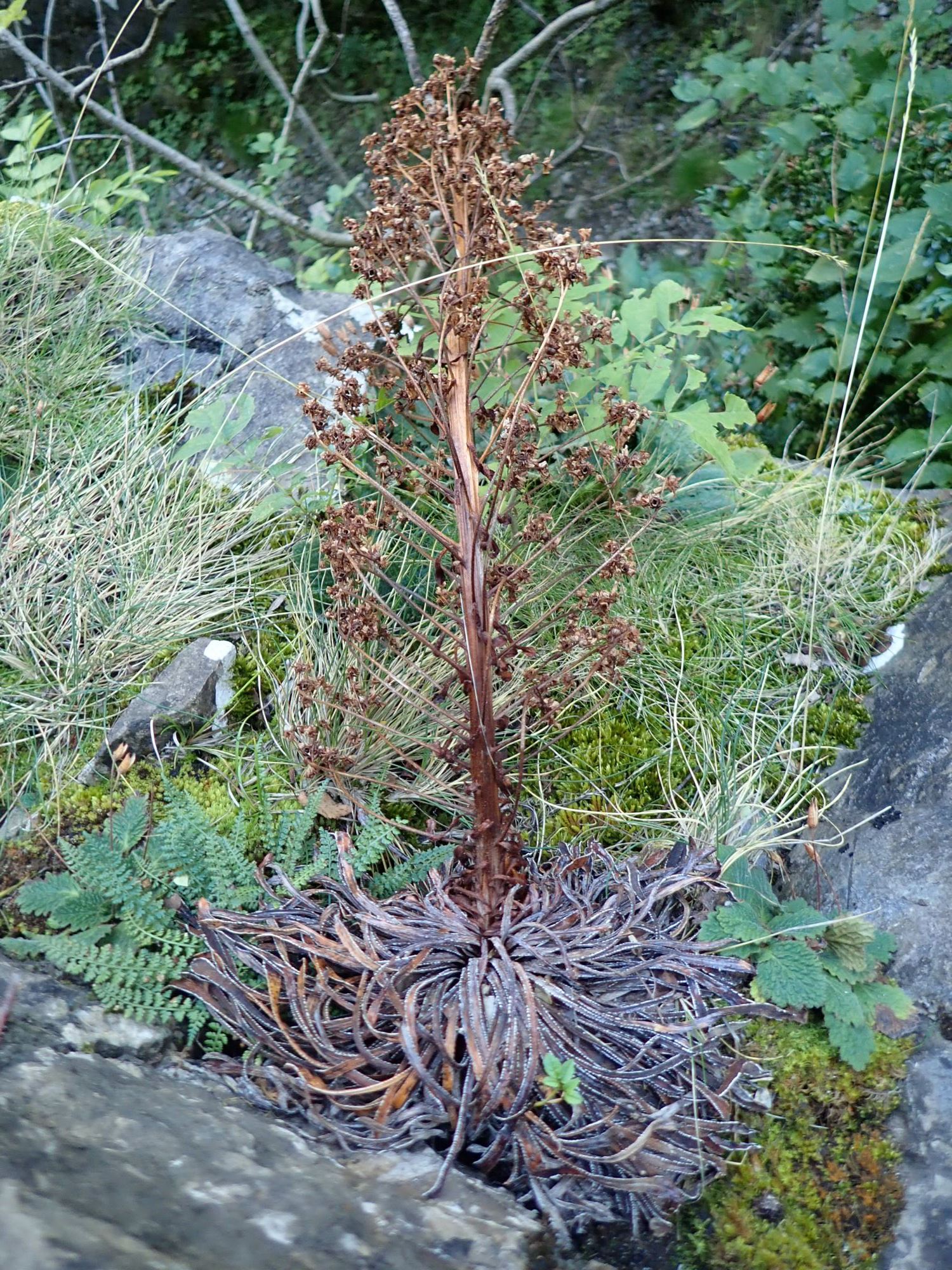 Image of Saxifraga longifolia
