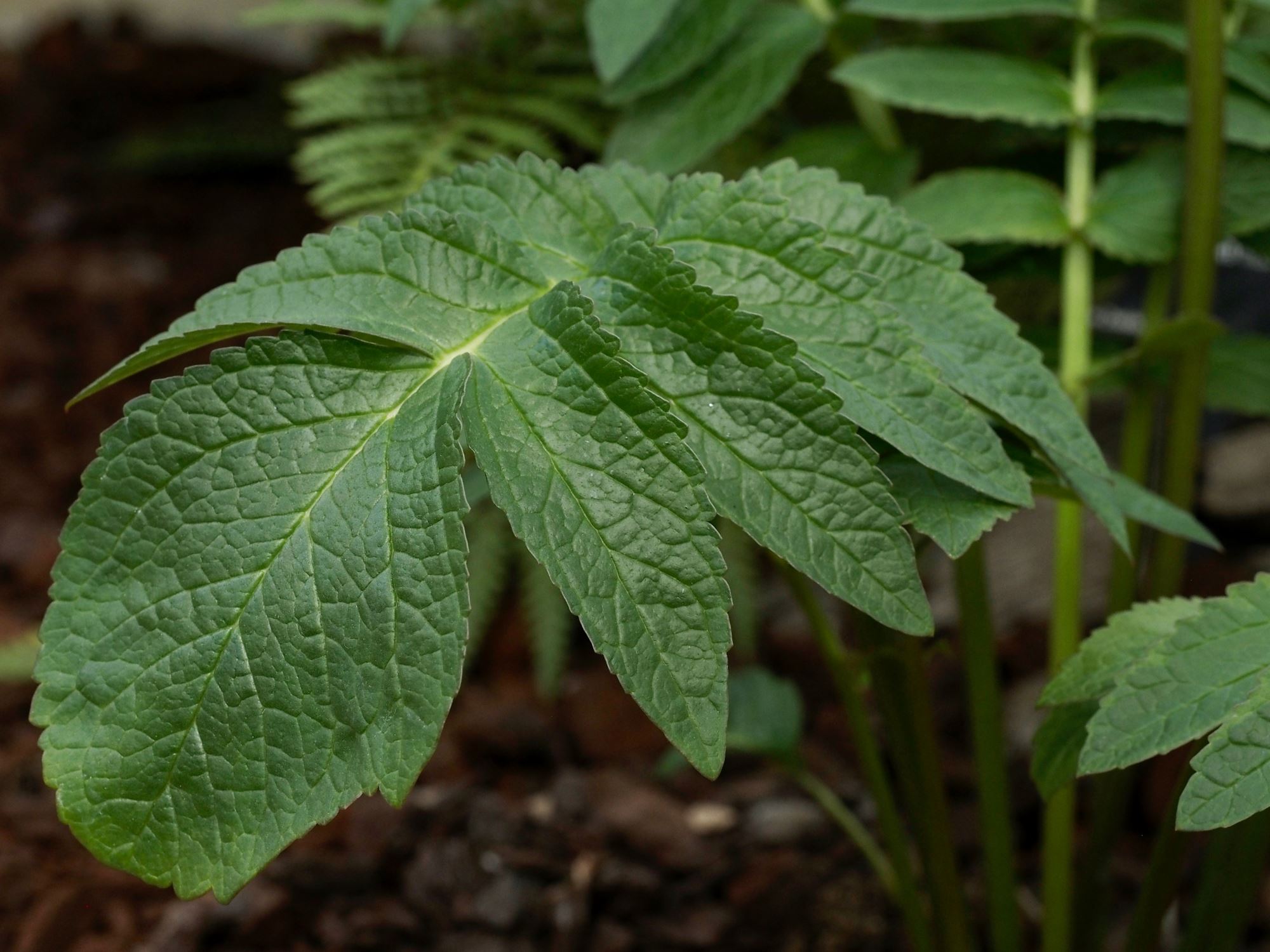 Image of Incarvillea forrestii