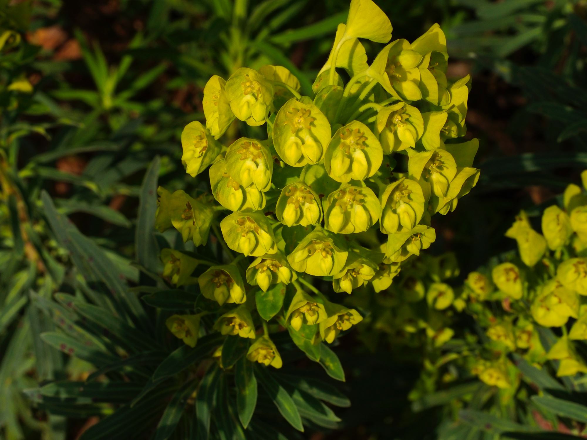 Image of Euphorbia characias subsp. wulfenii