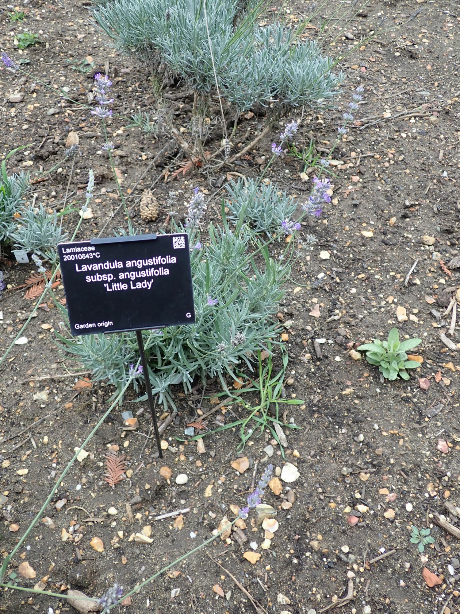 Image of Lavandula angustifolia subsp. angustifolia 'Little Lady'