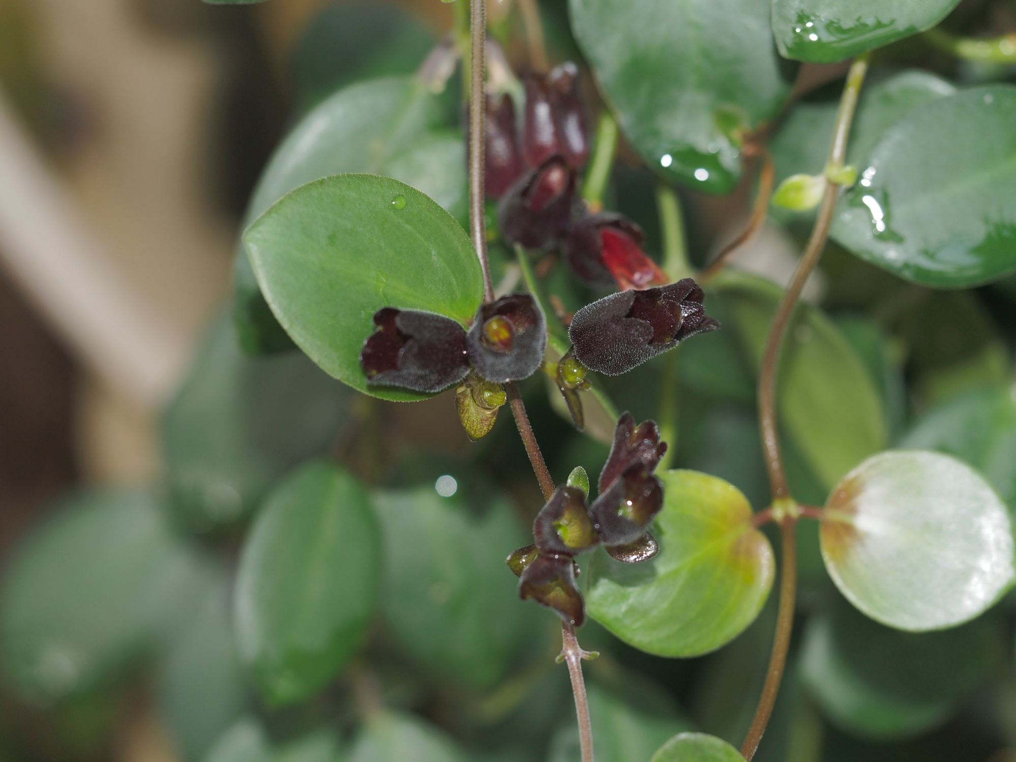 Image of Aeschynanthus praelongus