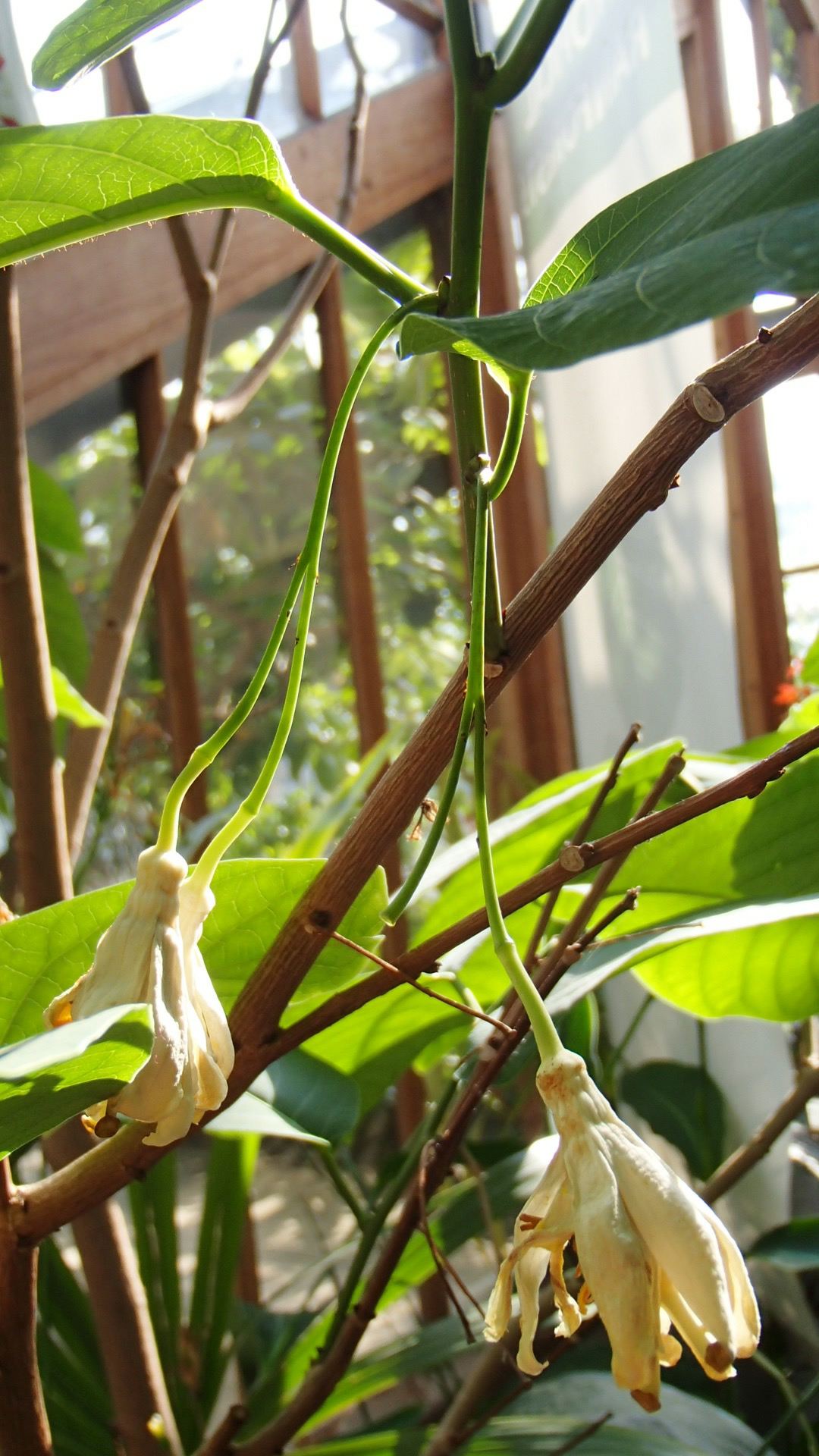 Image of Passiflora emarginata