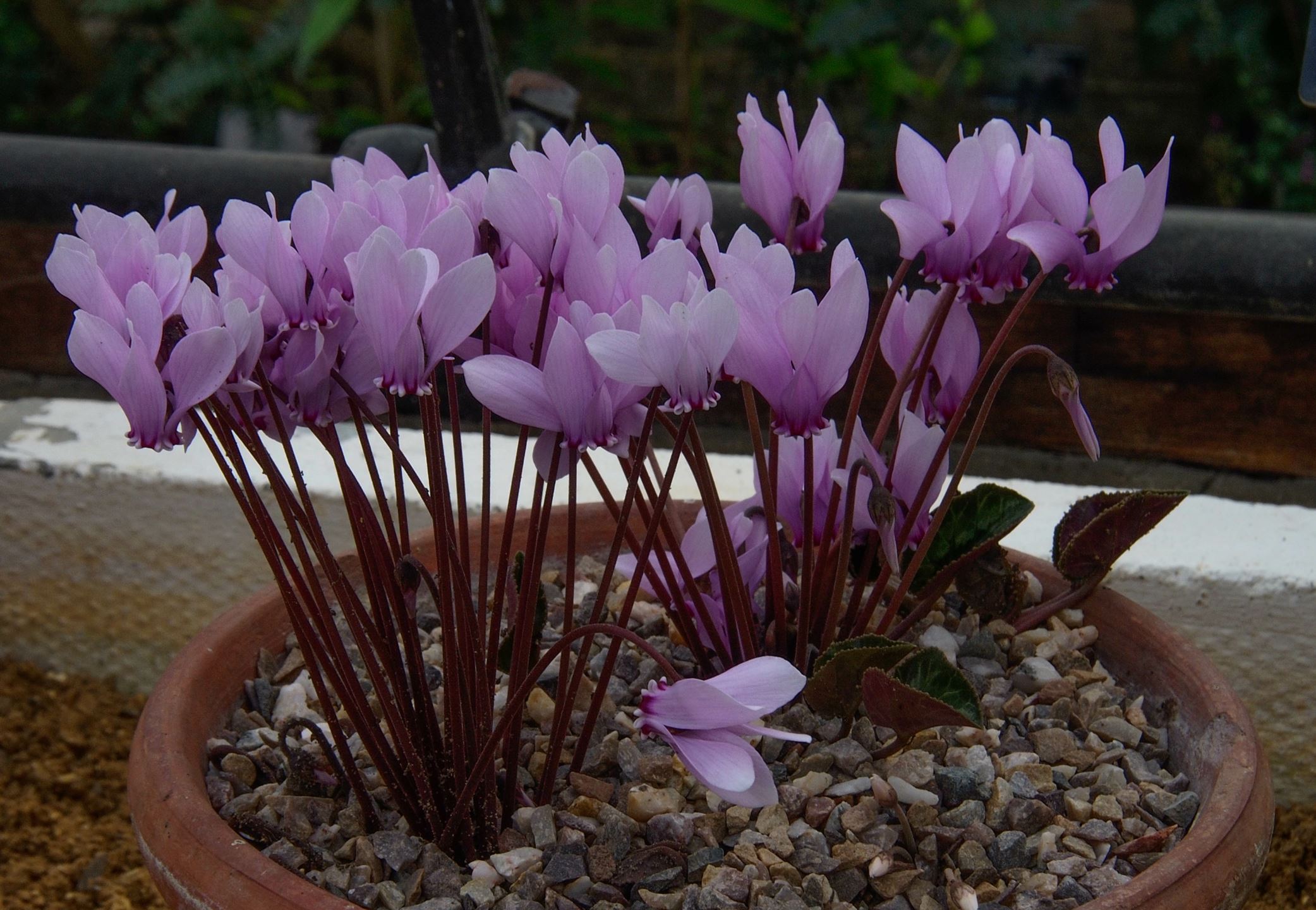Image of Cyclamen africanum