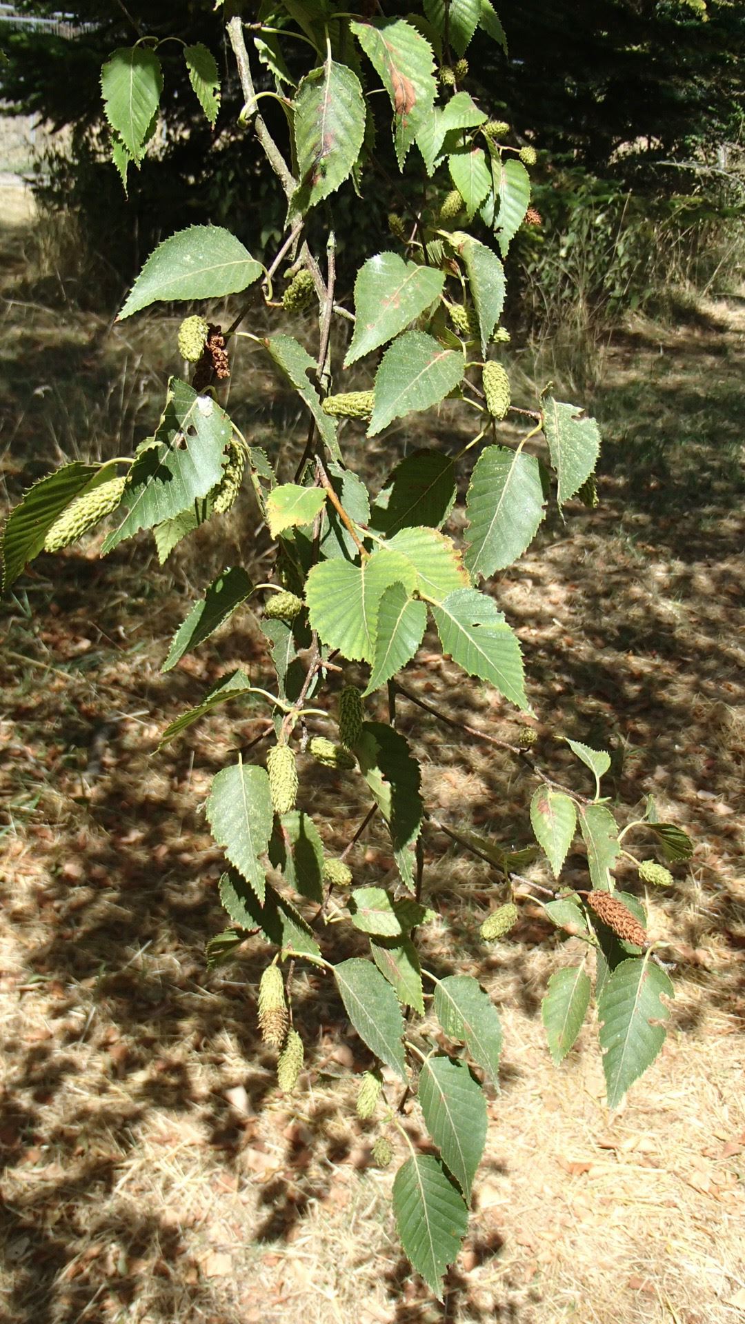 Image of Betula ermanii var. ermanii